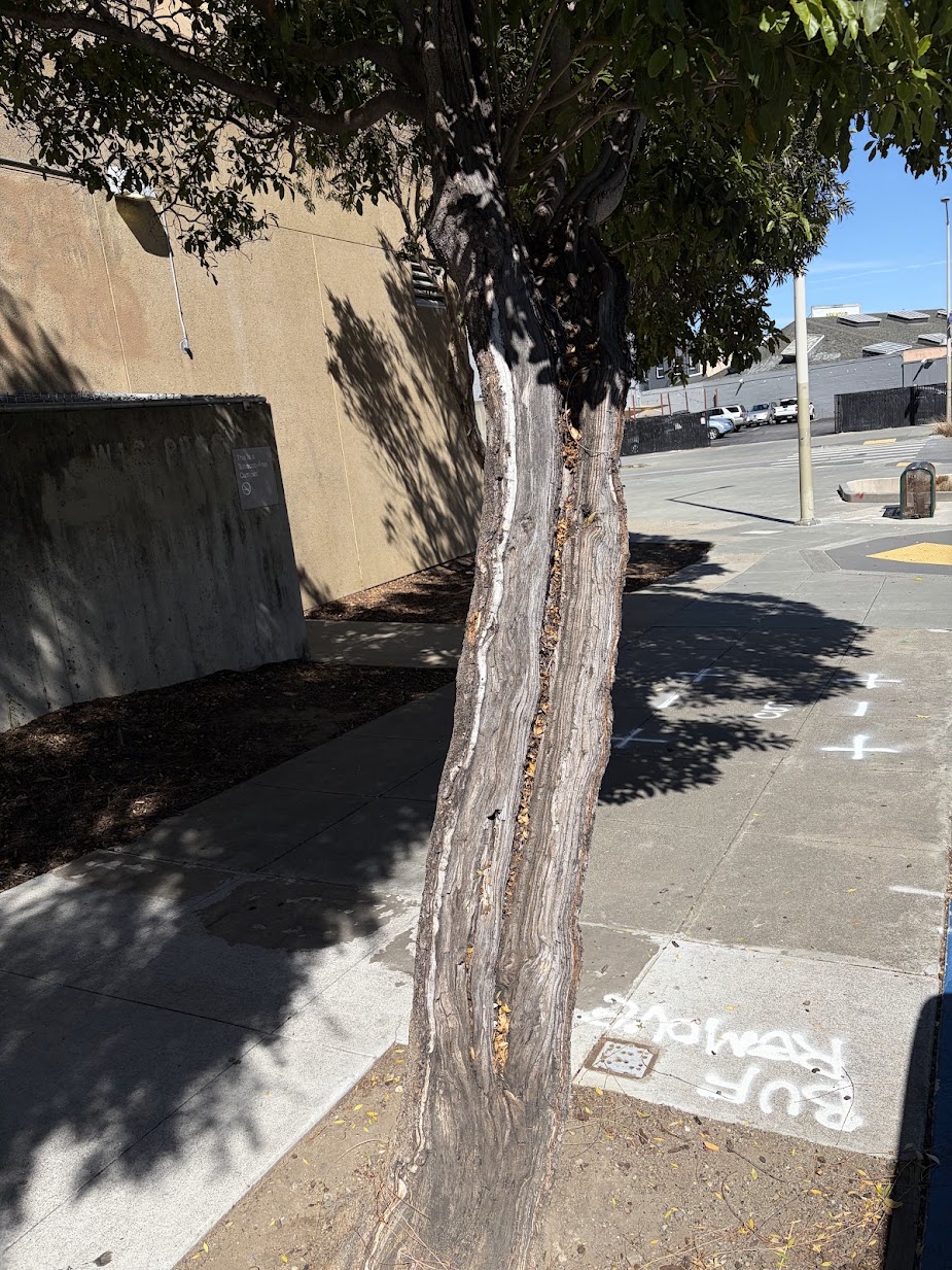 2 Duncan Street tree