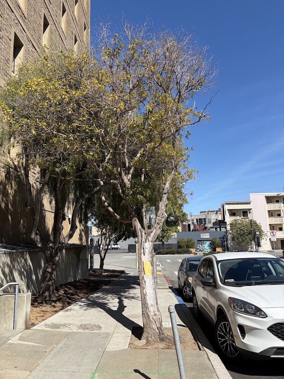 2 Duncan Street tree