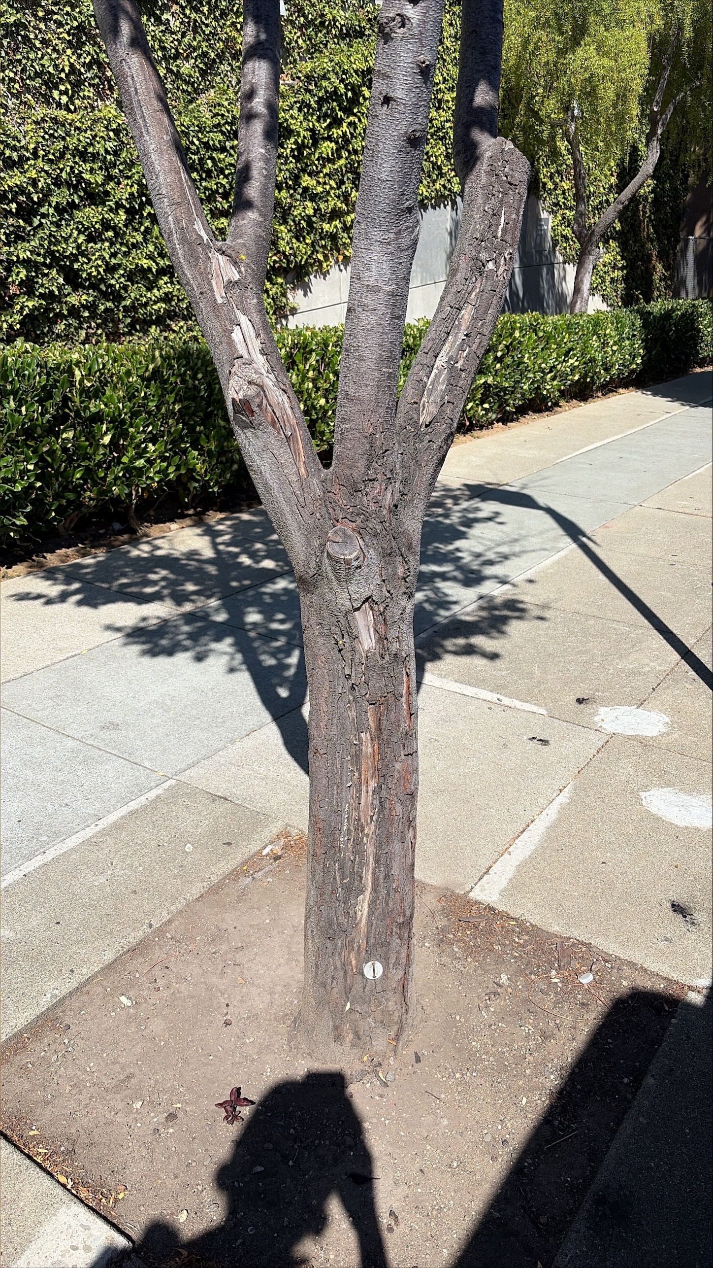 2 Duncan Street tree