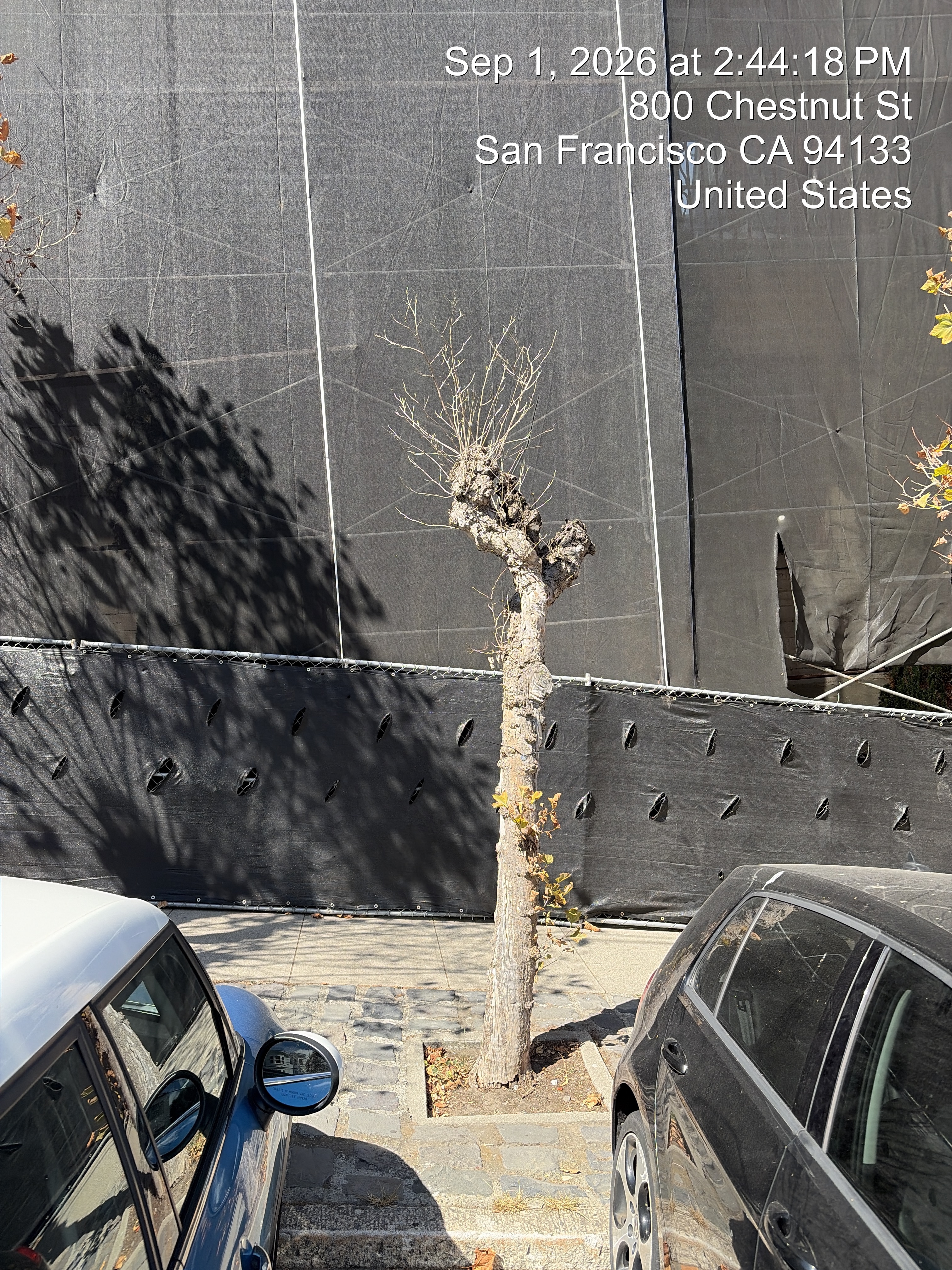 800 Chestnut Street tree