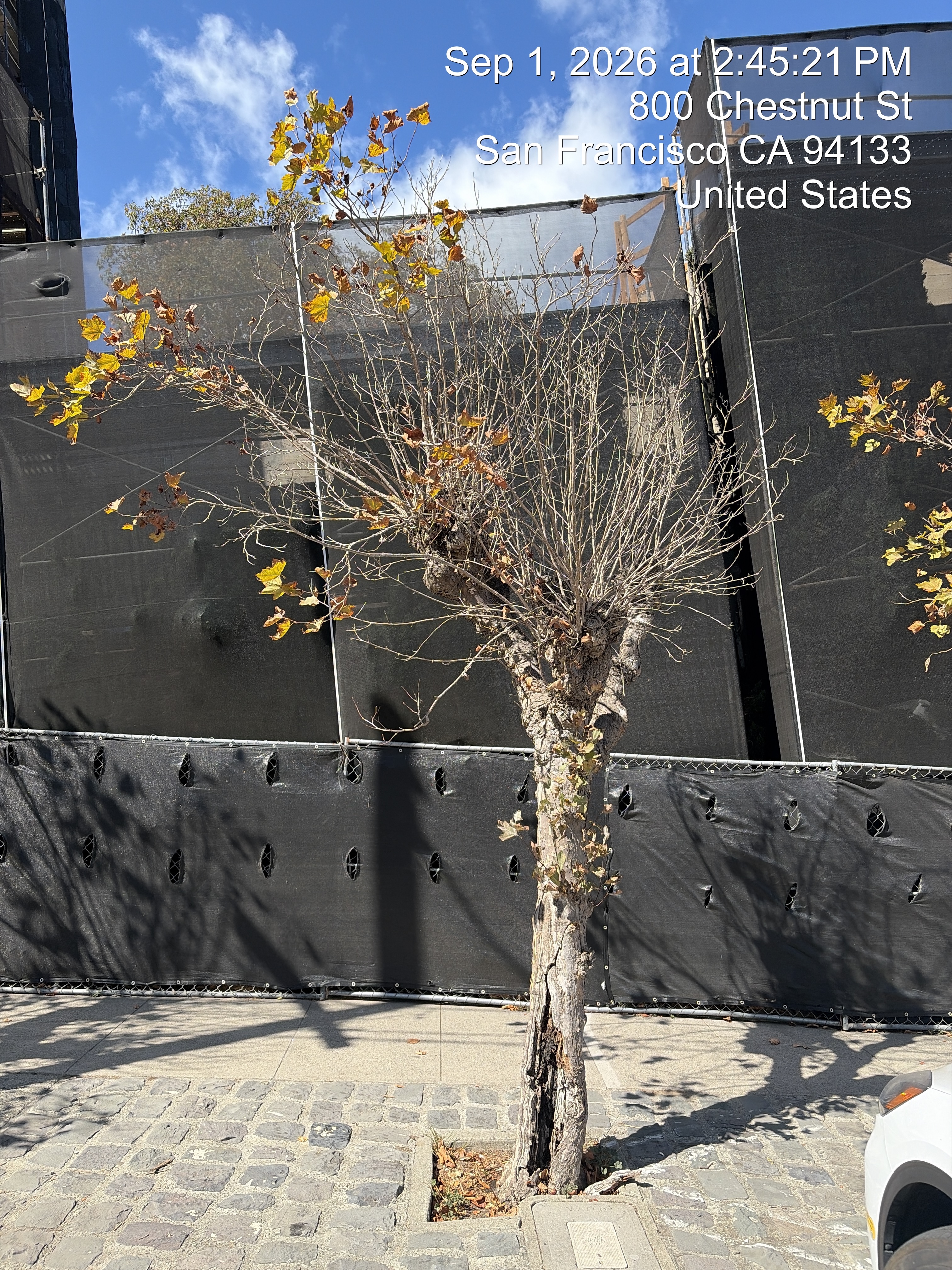 800 Chestnut Street tree