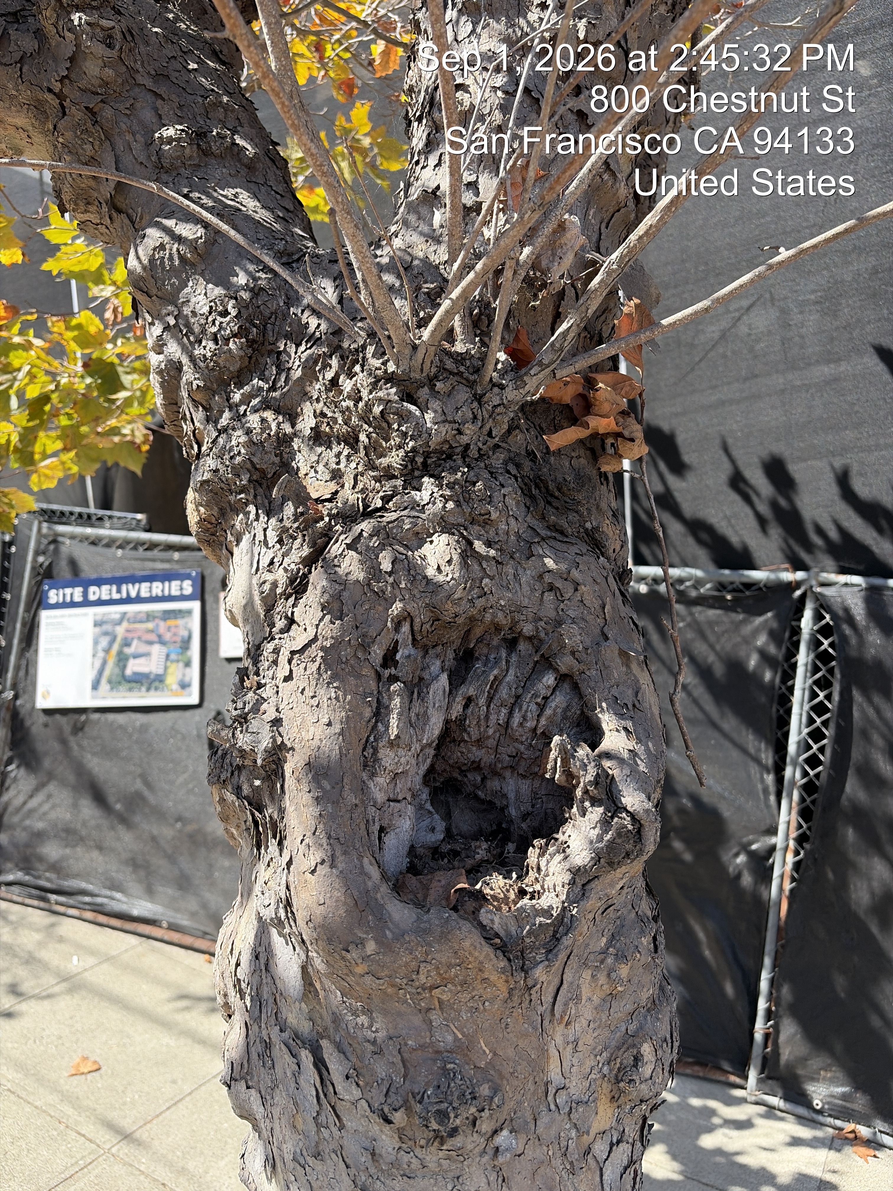 800 Chestnut Street tree