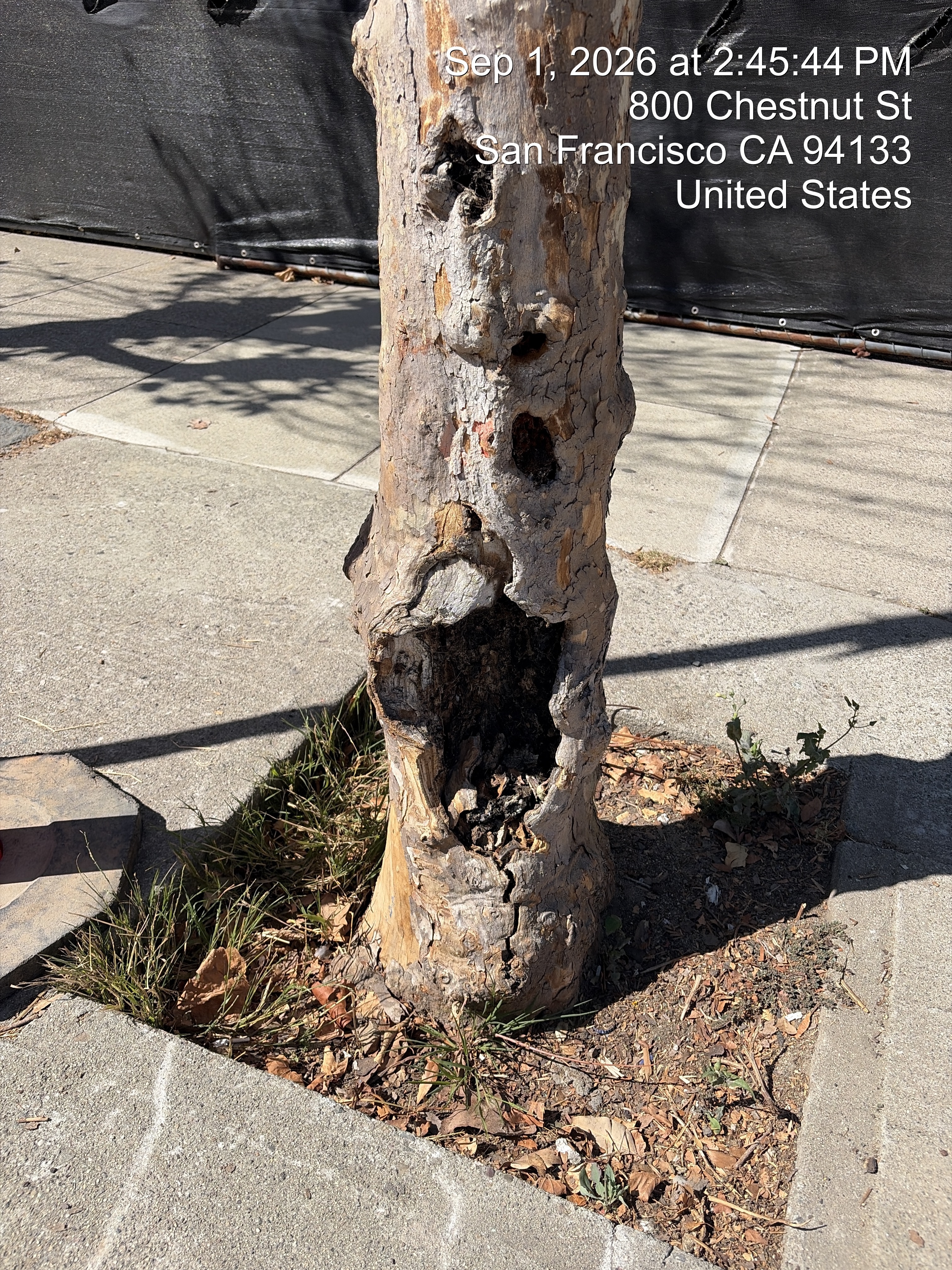 800 Chestnut Street tree