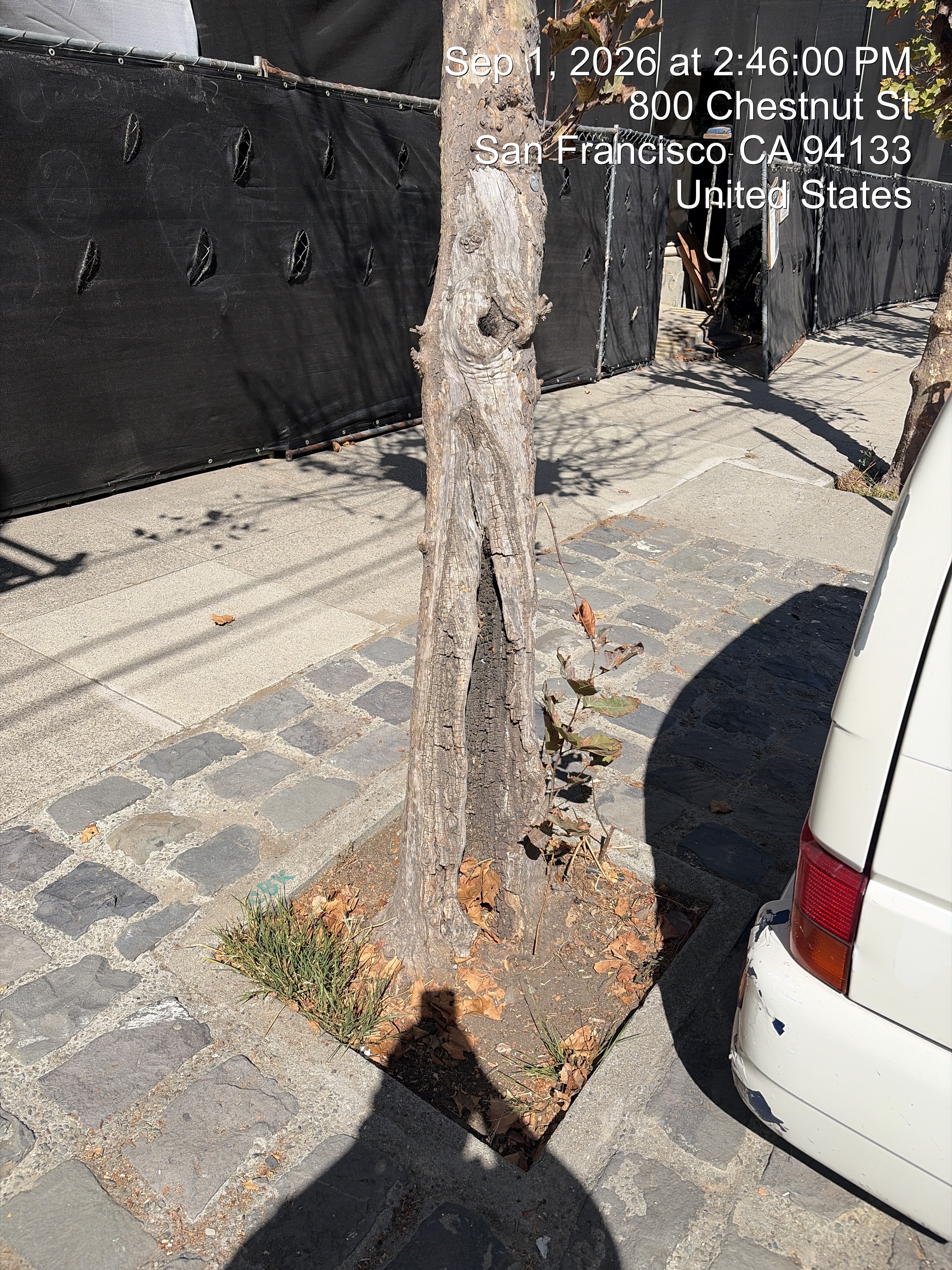 800 Chestnut Street tree