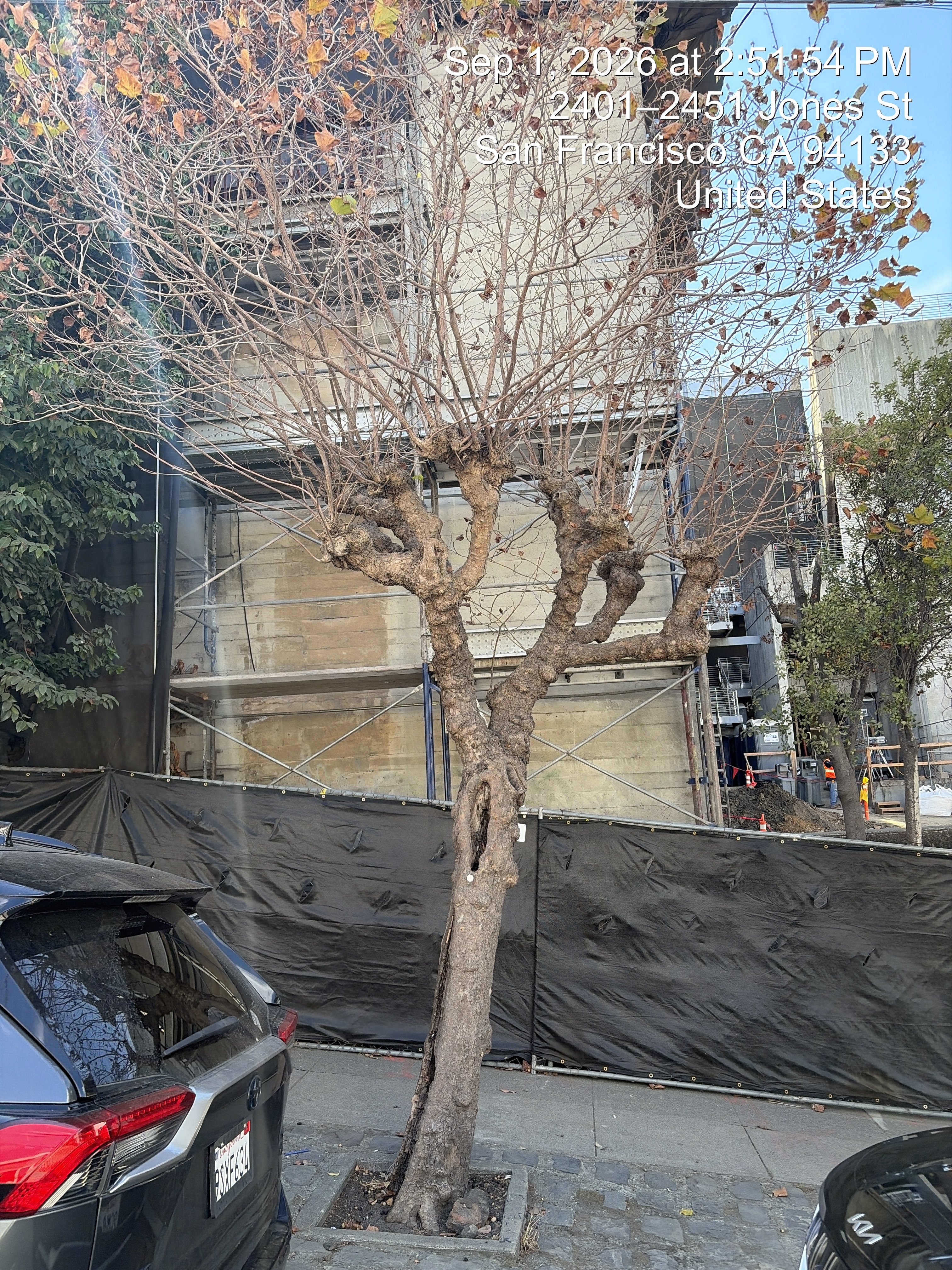 800 Chestnut Street tree