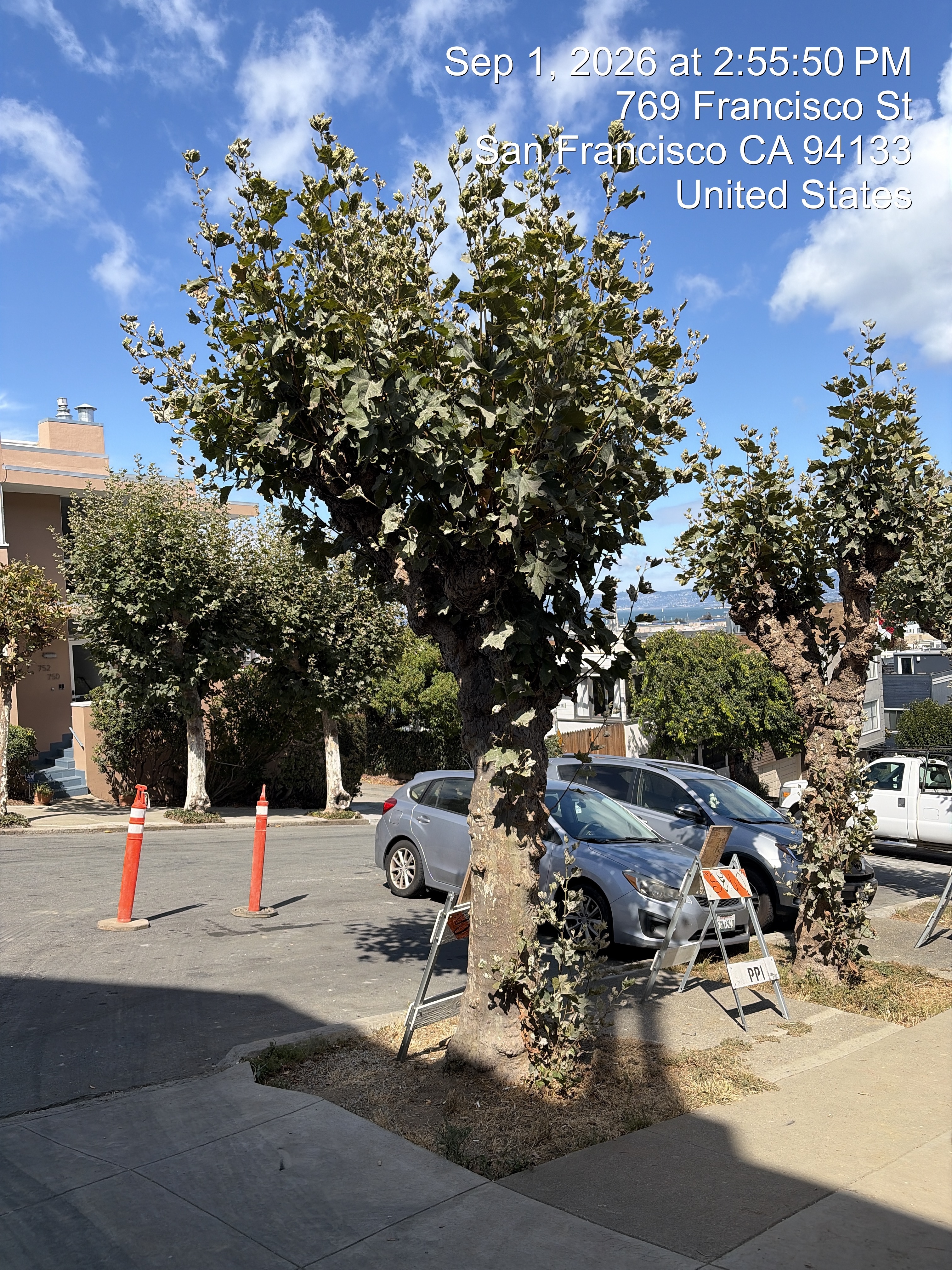 800 Chestnut Street tree