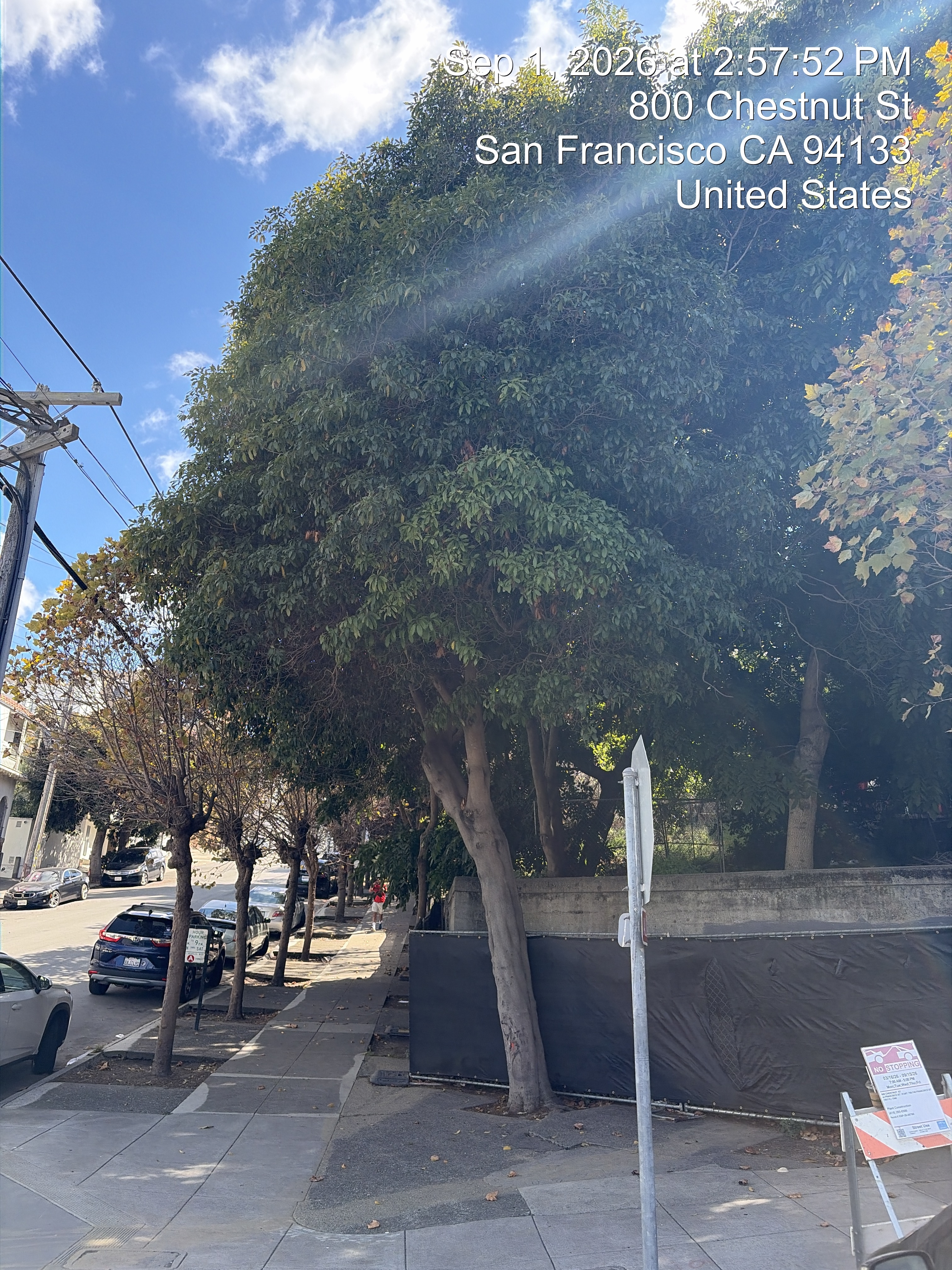 800 Chestnut Street tree