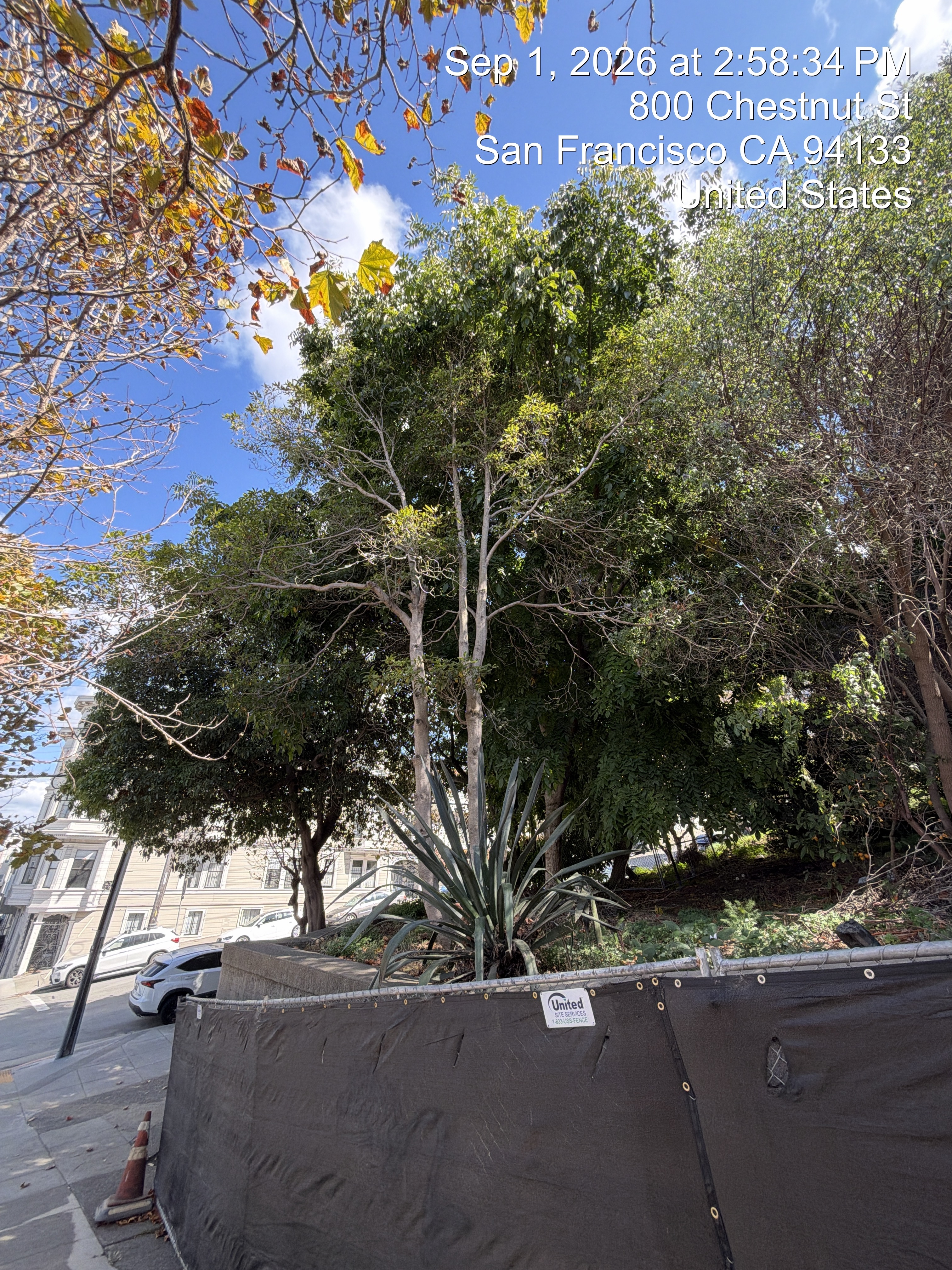 800 Chestnut Street tree