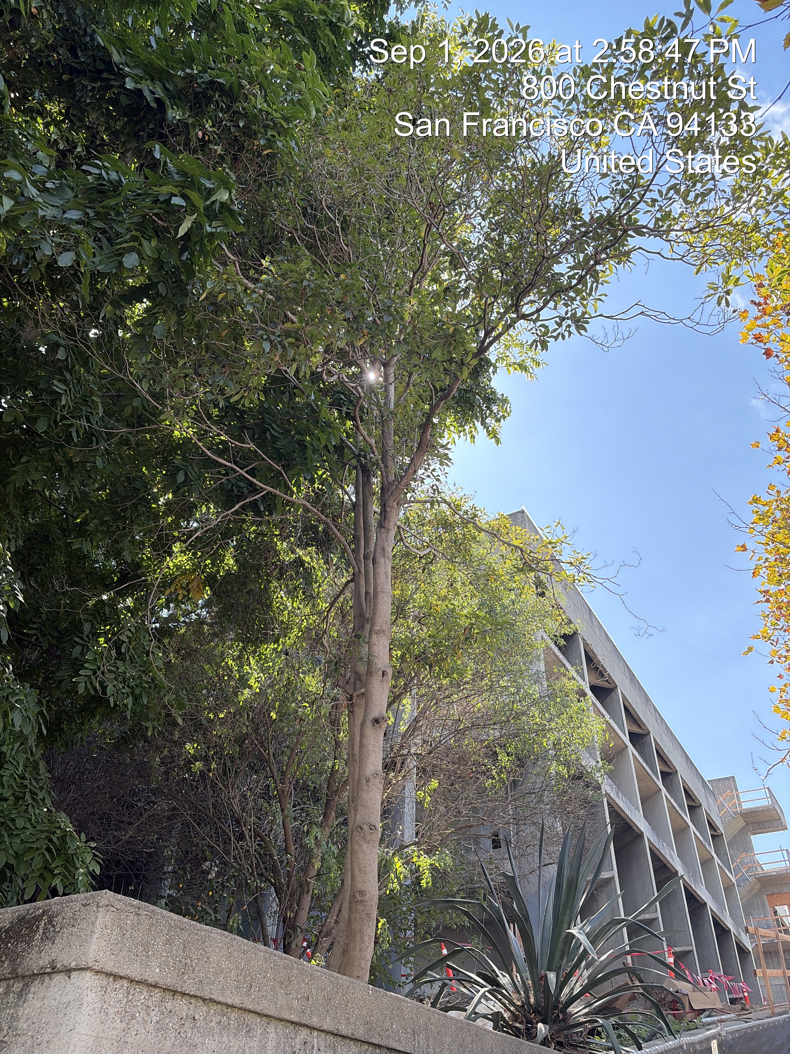 800 Chestnut Street tree