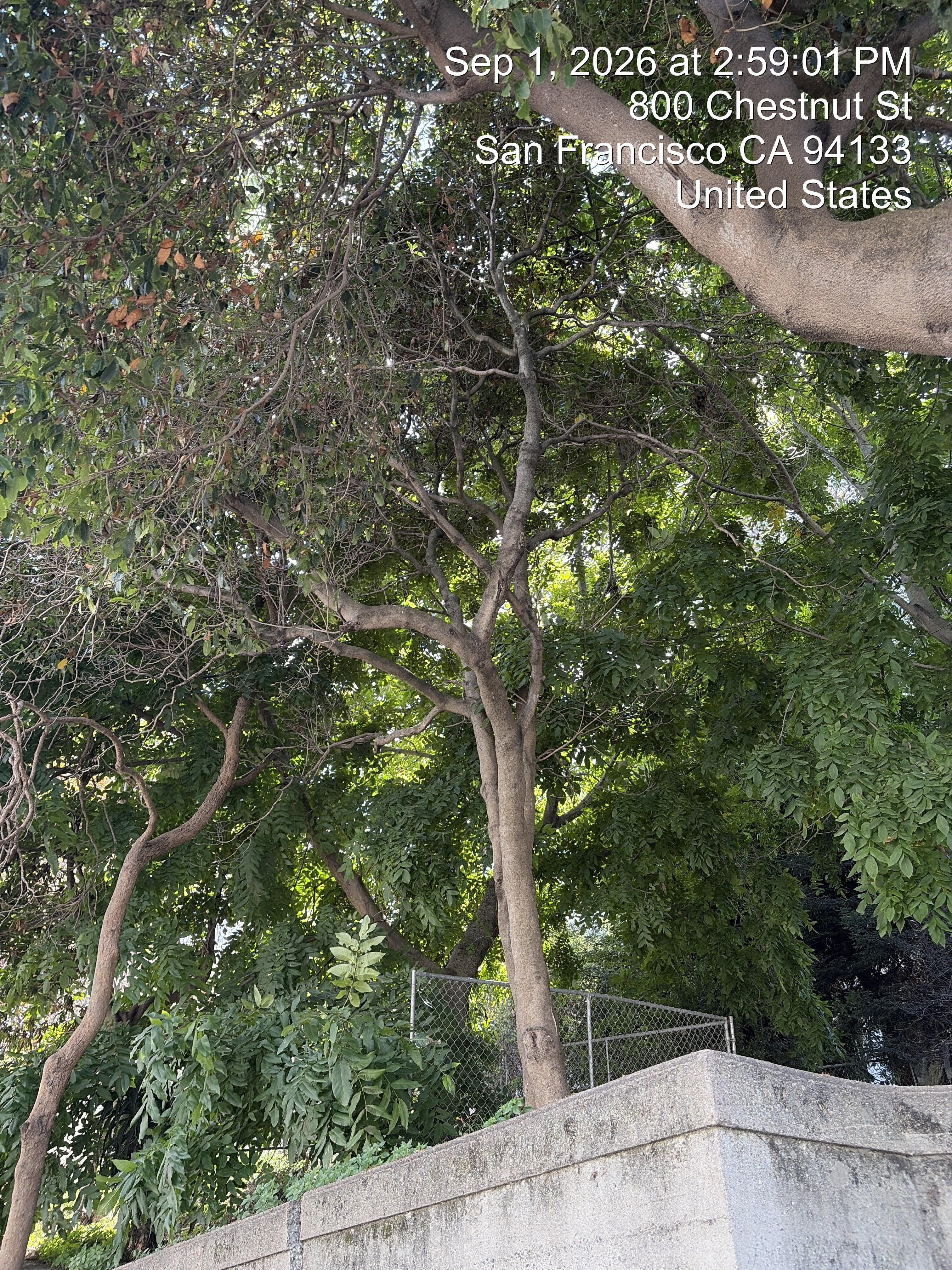 800 Chestnut Street tree