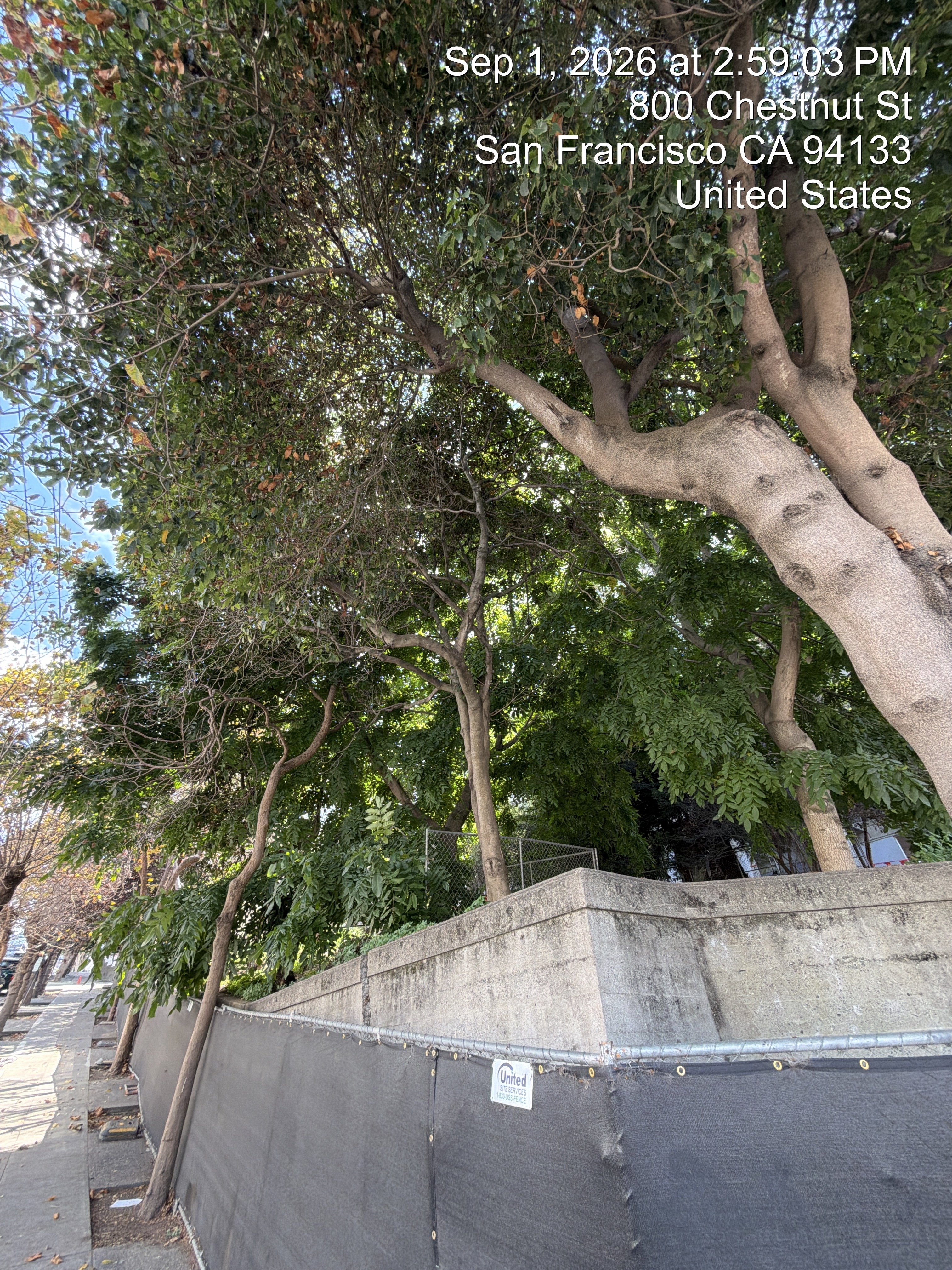 800 Chestnut Street tree