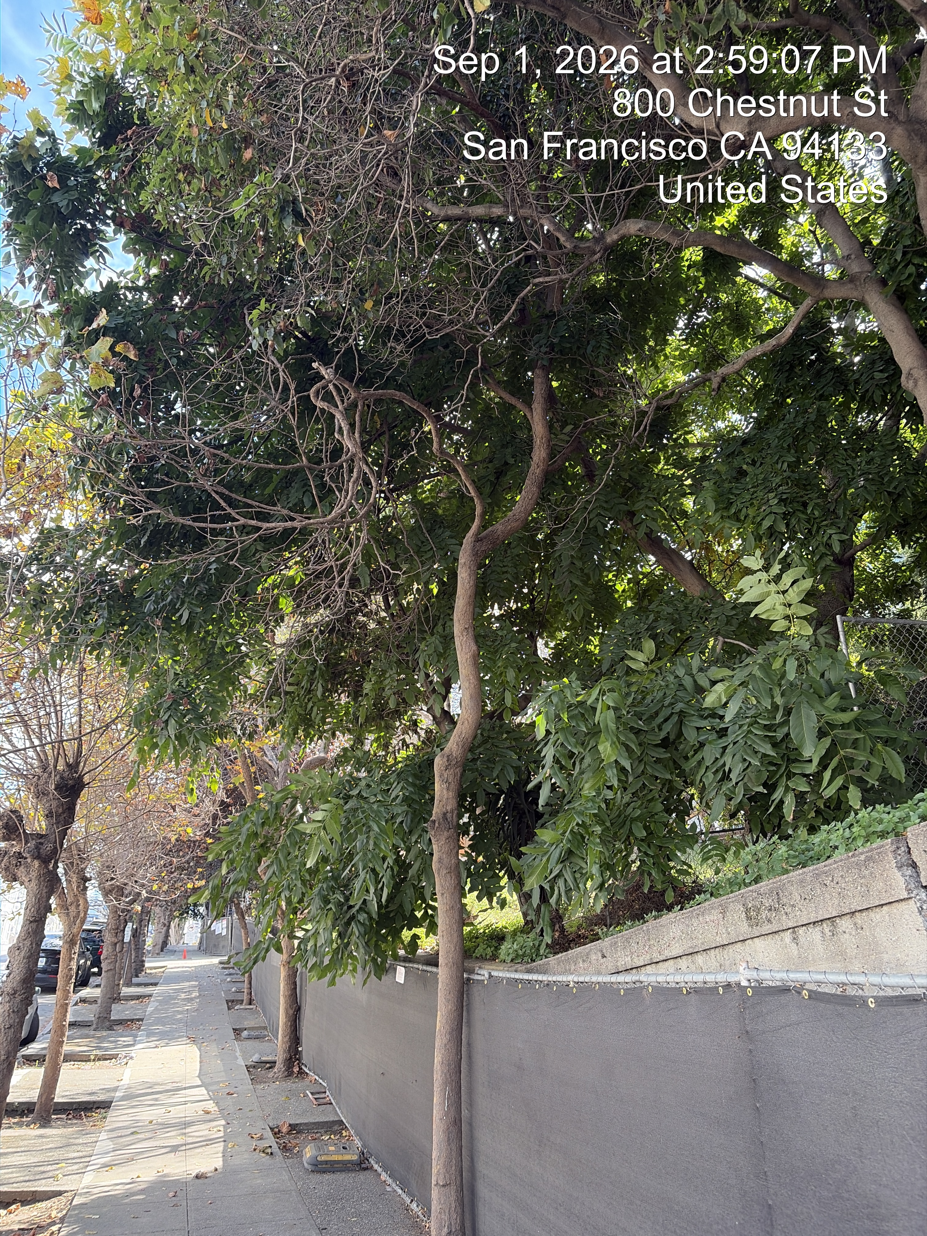 800 Chestnut Street tree