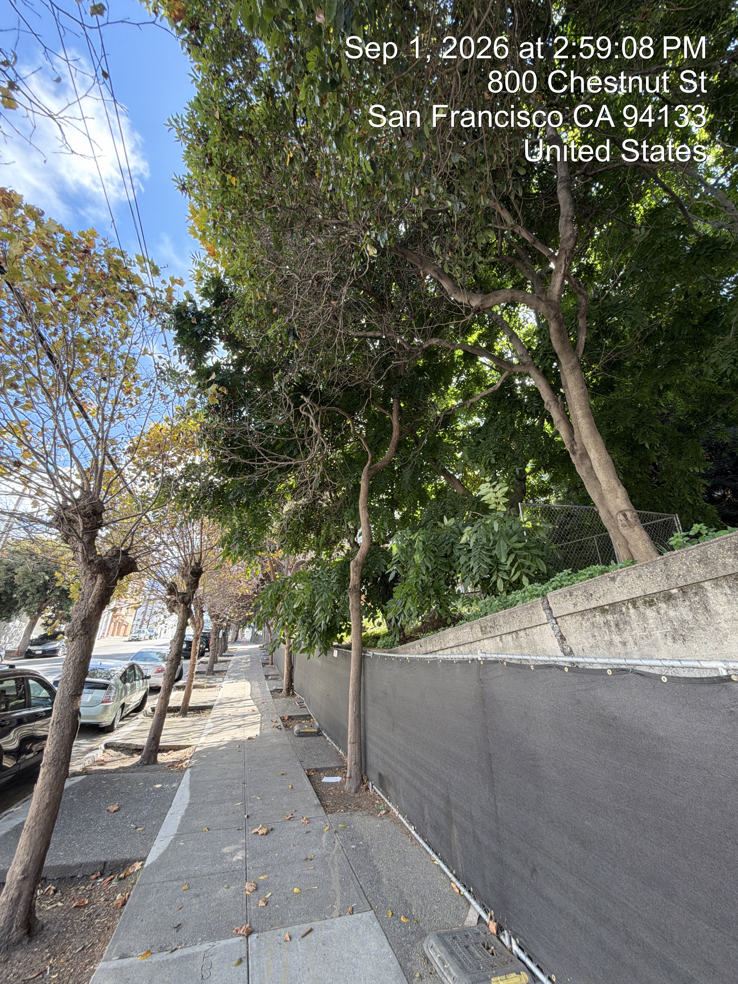 800 Chestnut Street tree