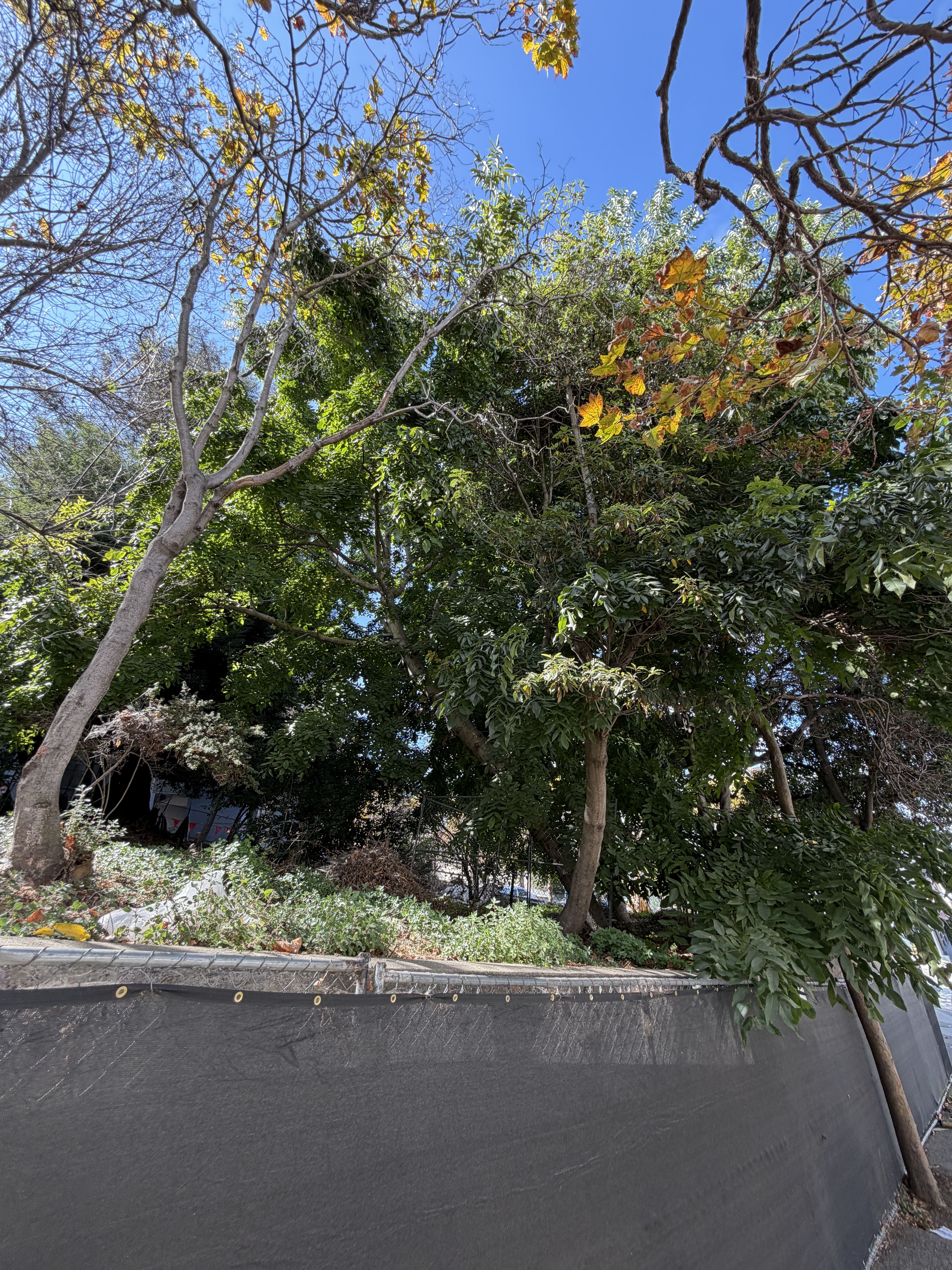 800 Chestnut Street tree