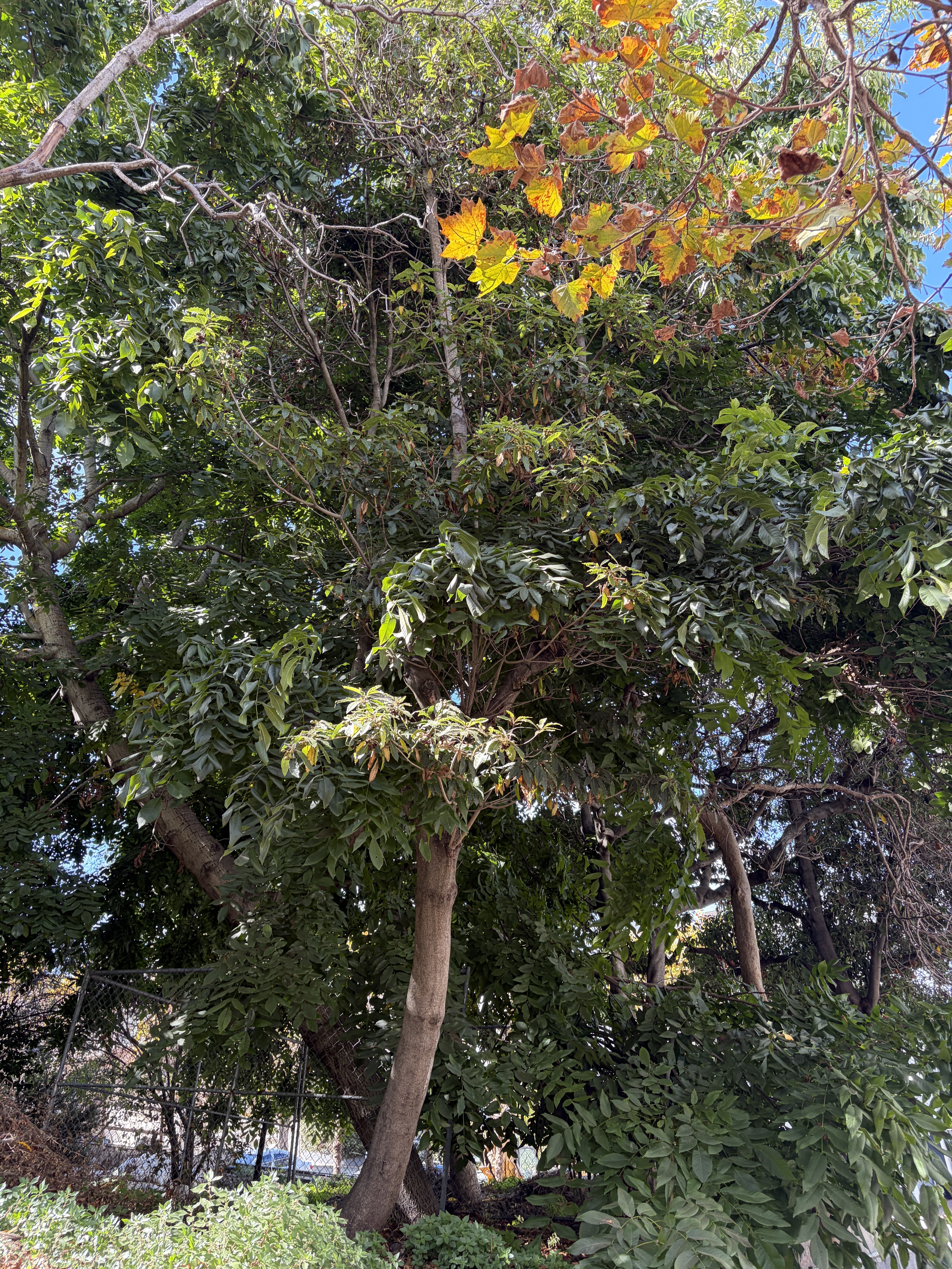 800 Chestnut Street tree