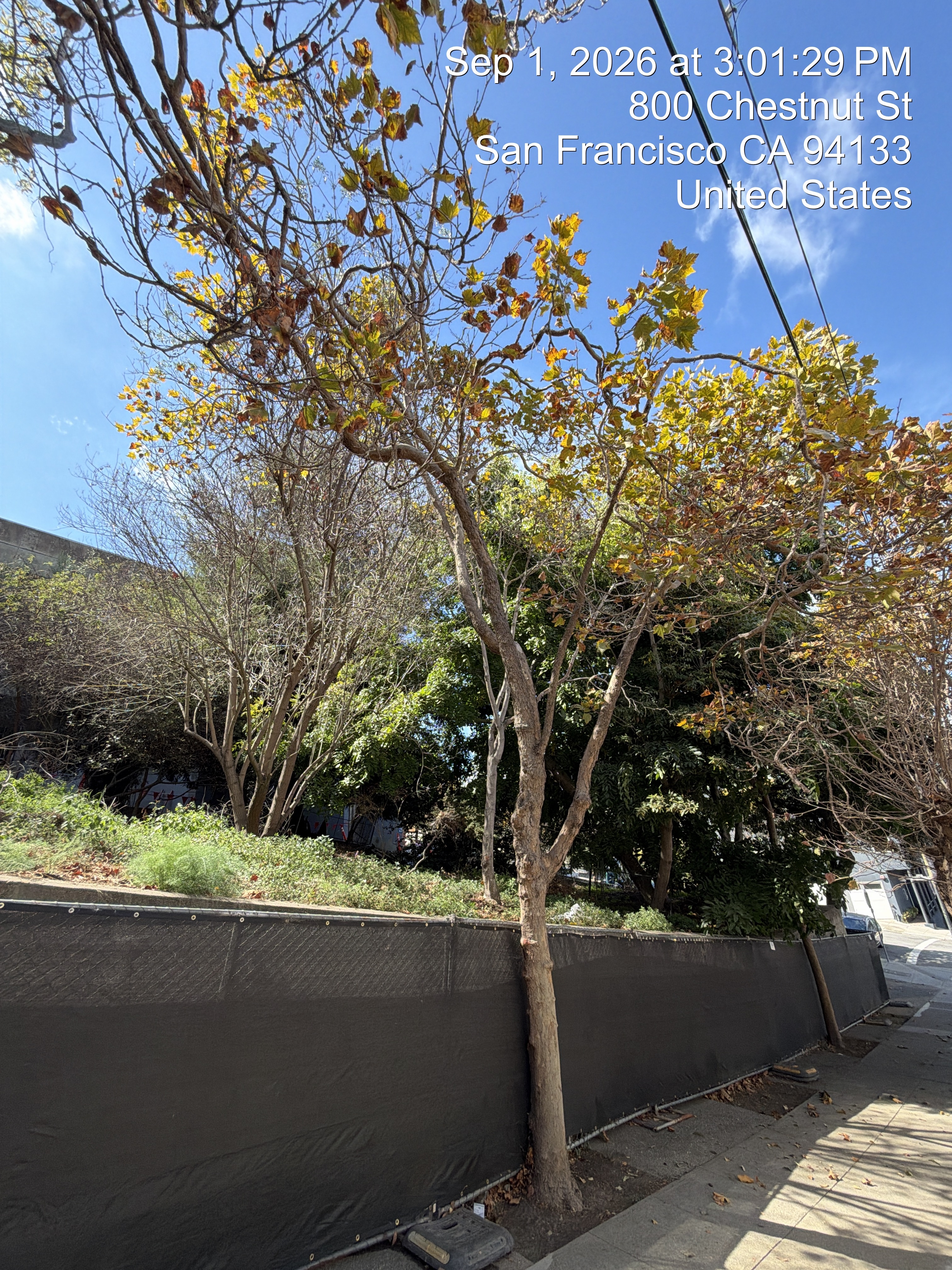 800 Chestnut Street tree