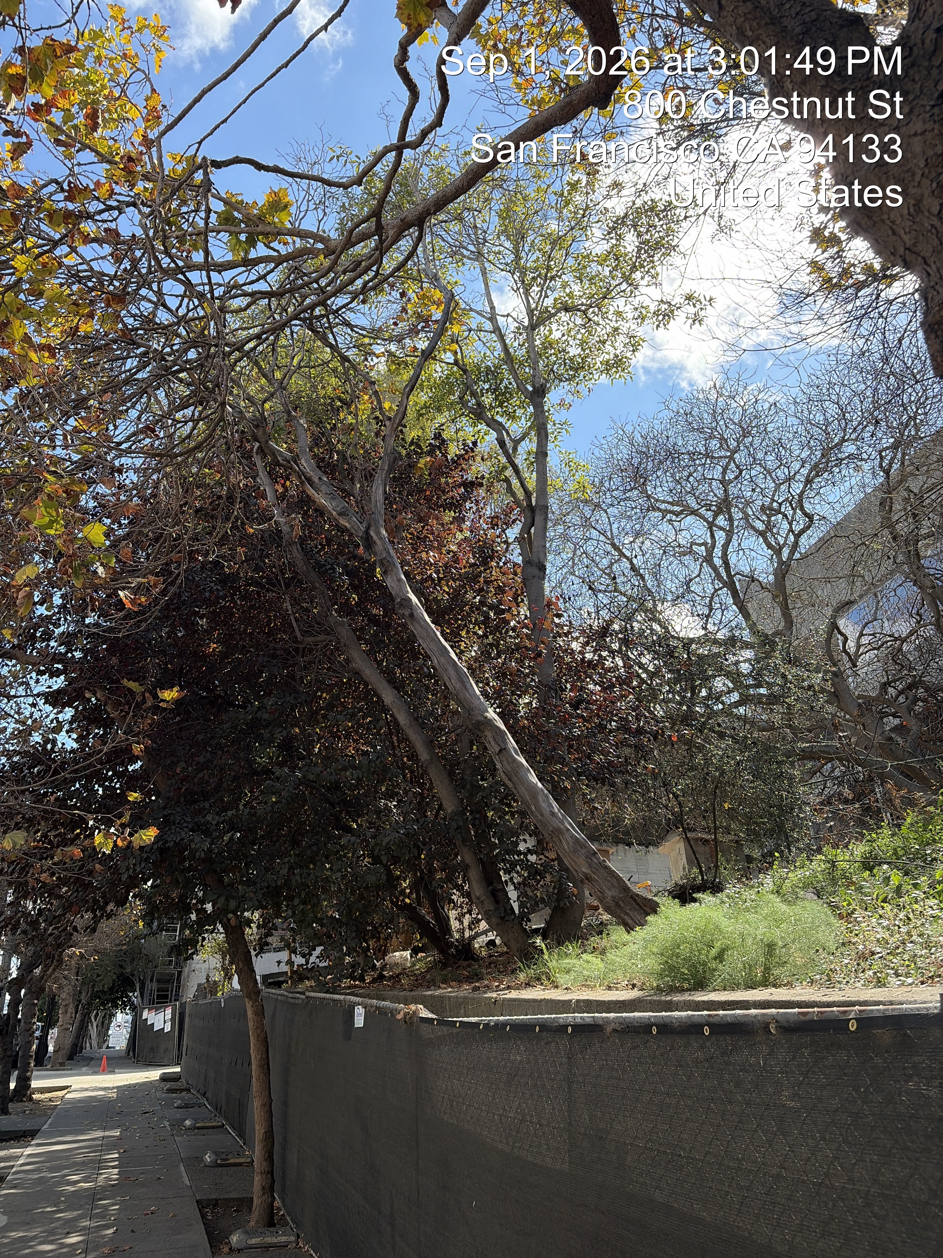800 Chestnut Street tree