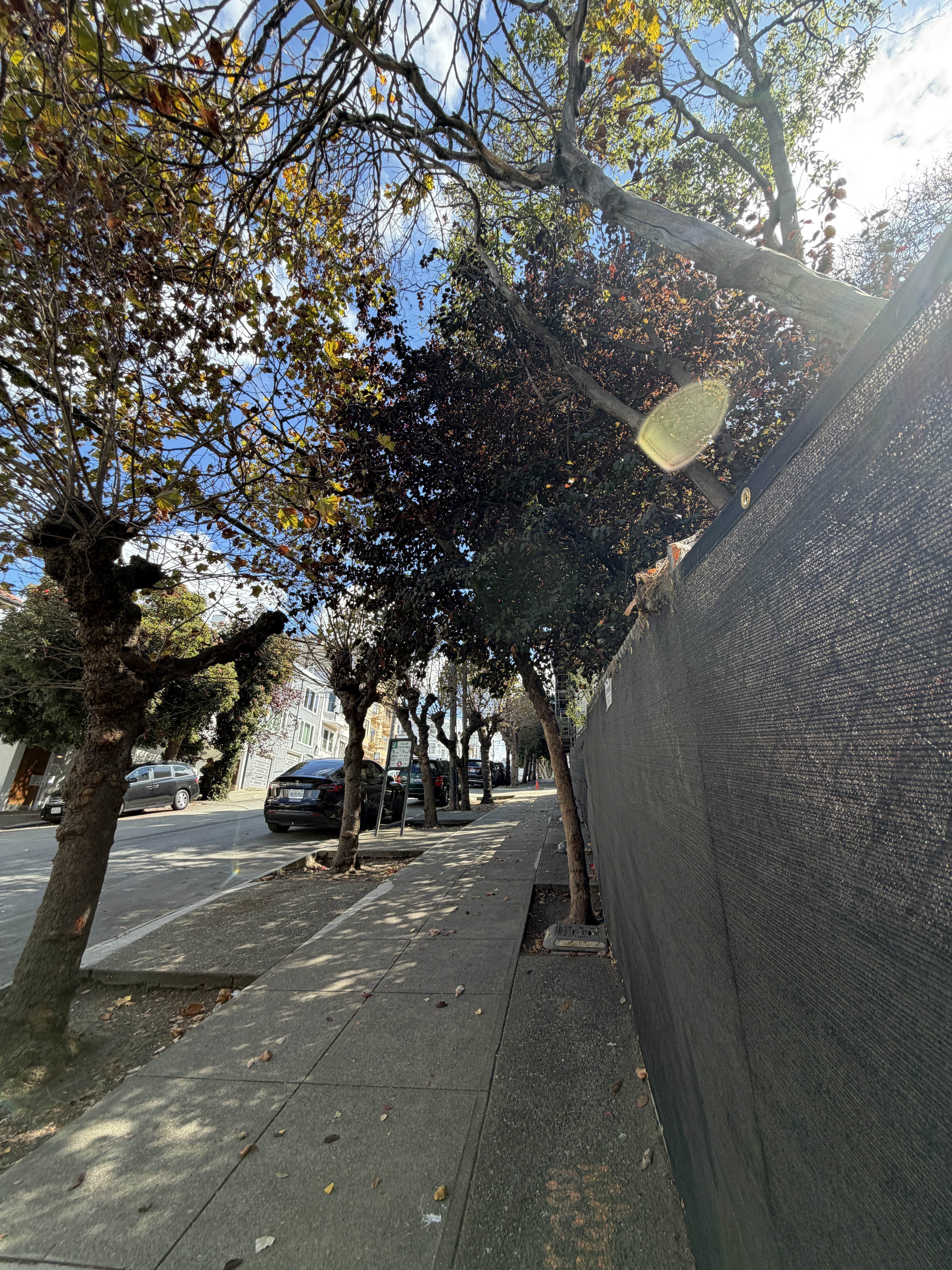 800 Chestnut Street tree