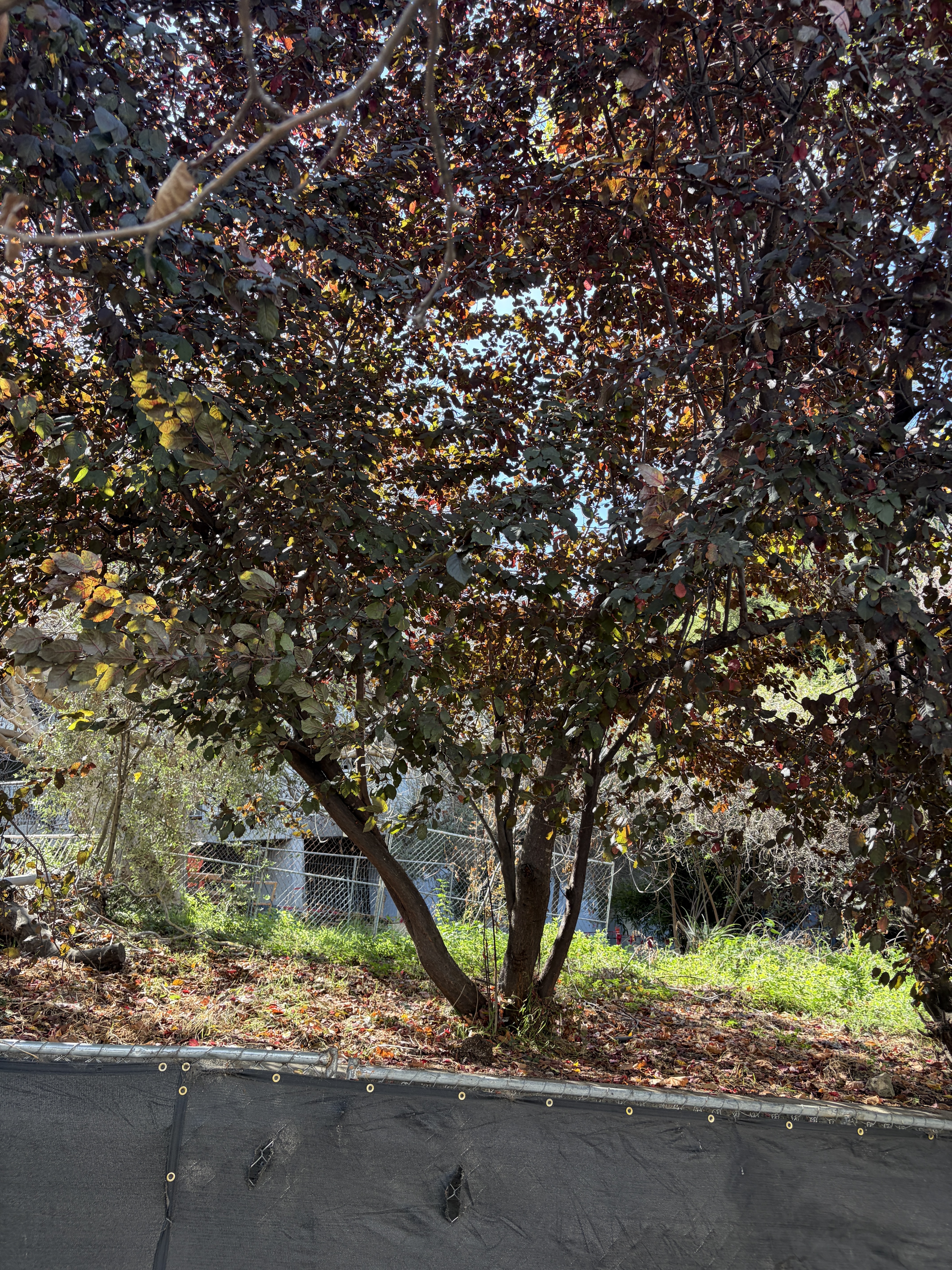 800 Chestnut Street tree