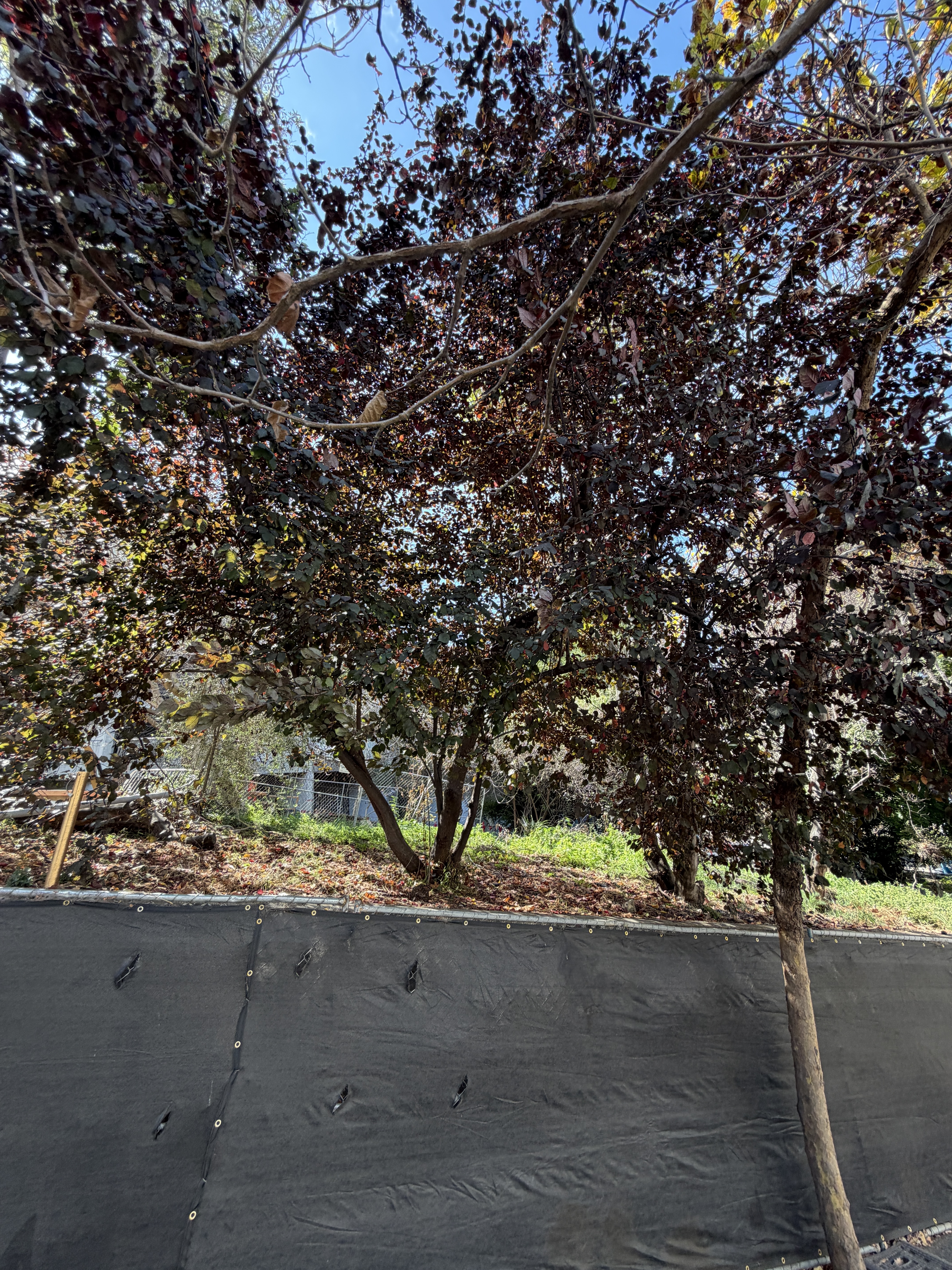 800 Chestnut Street tree
