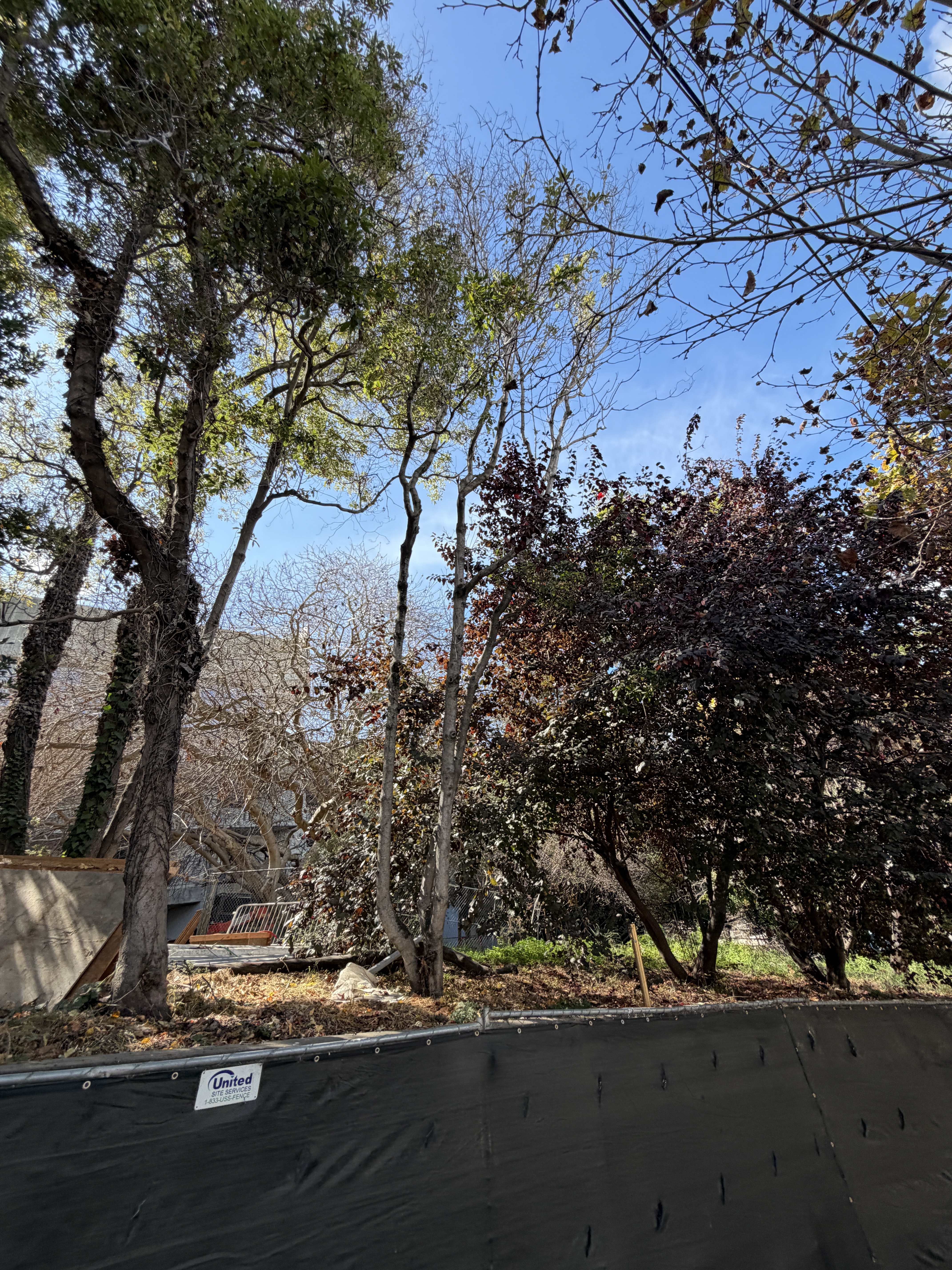 800 Chestnut Street tree