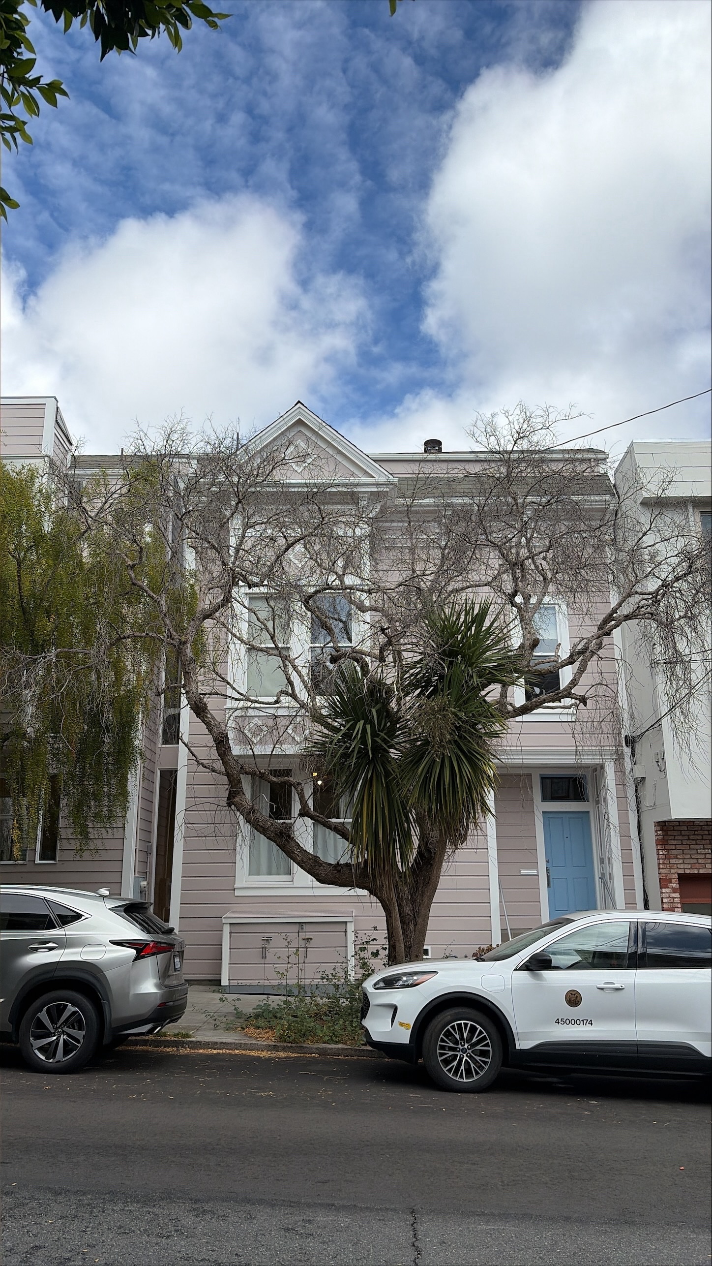 282 28th Street tree