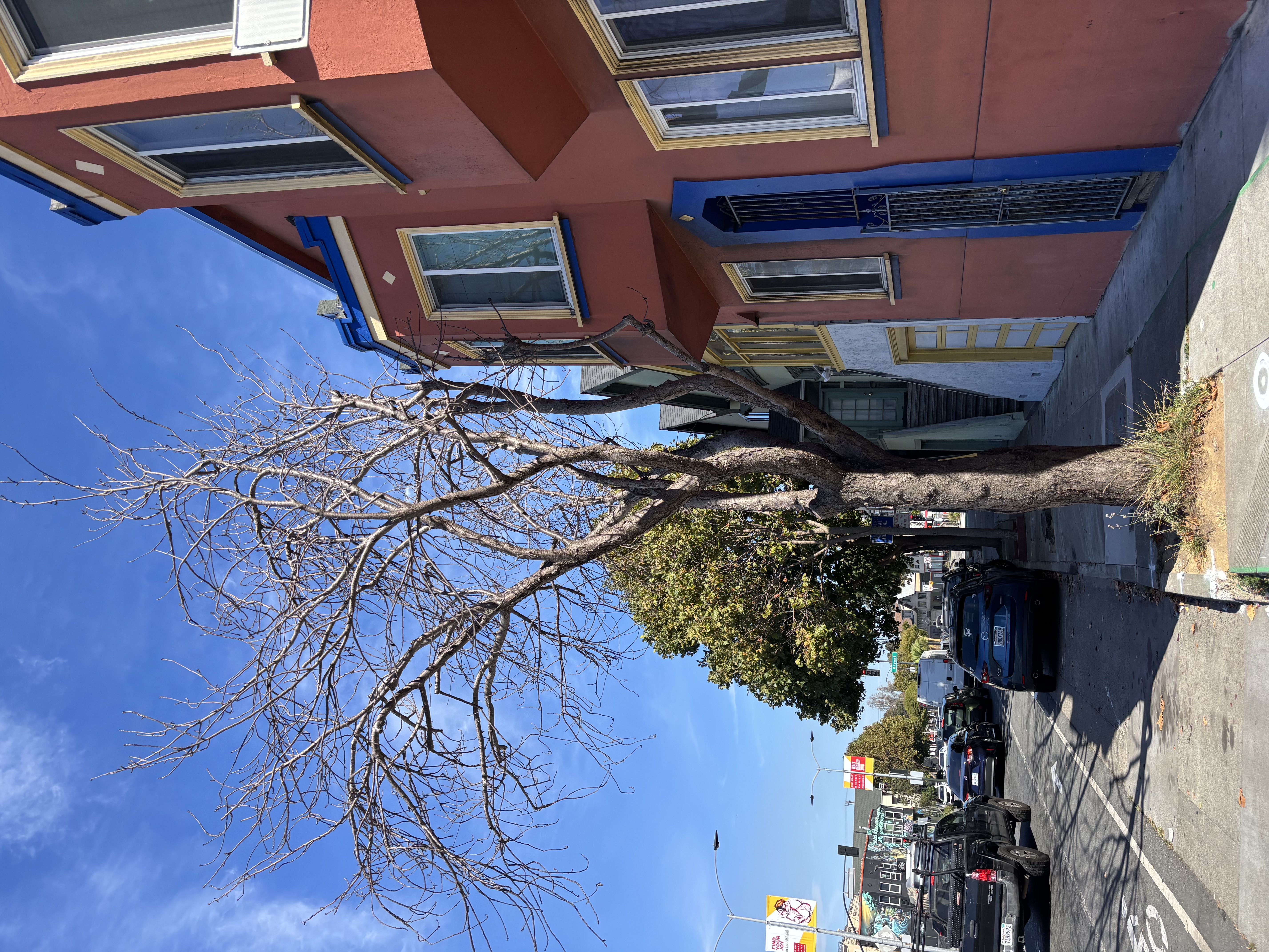 2989 Cesar Chavez Street tree