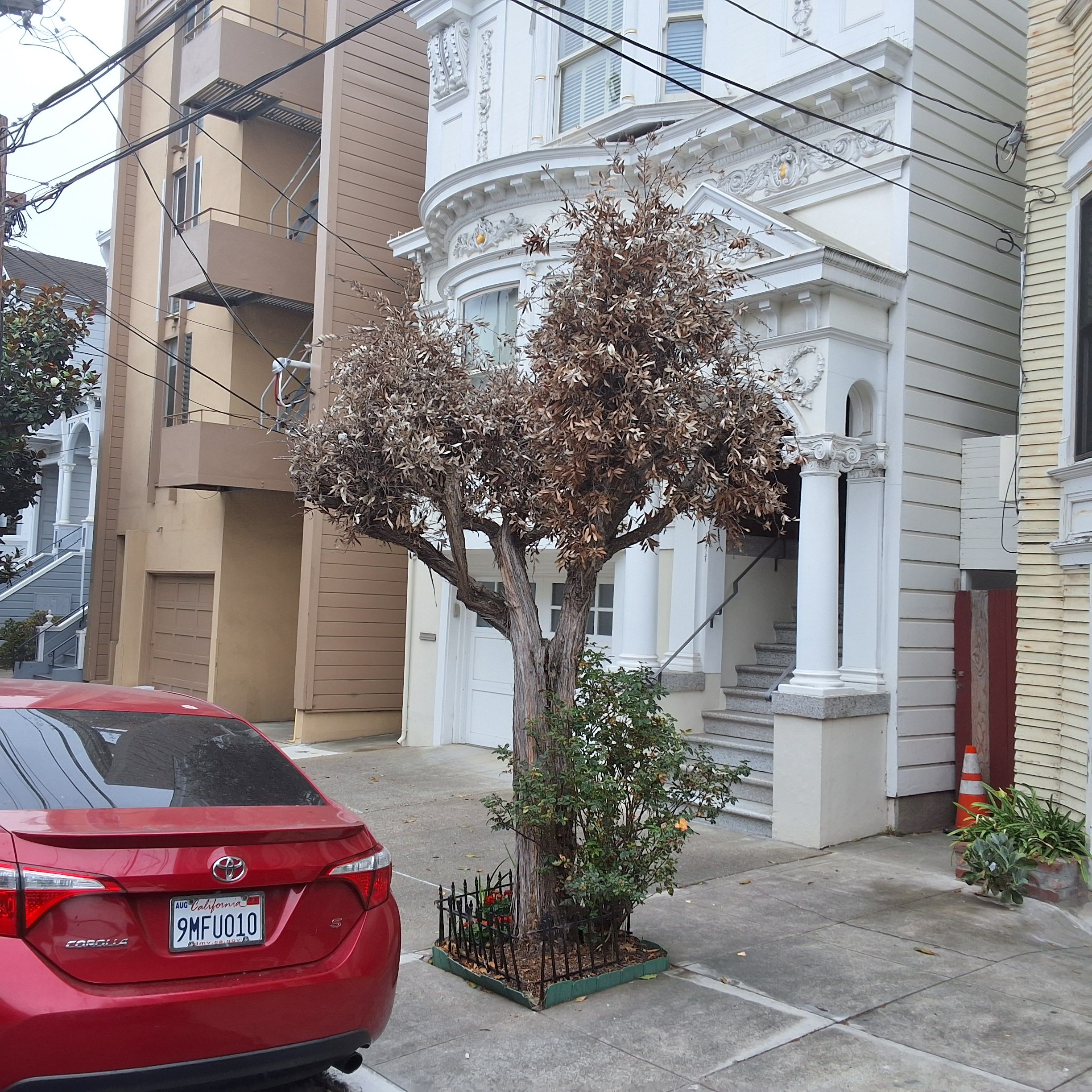 30 Sharon Street tree