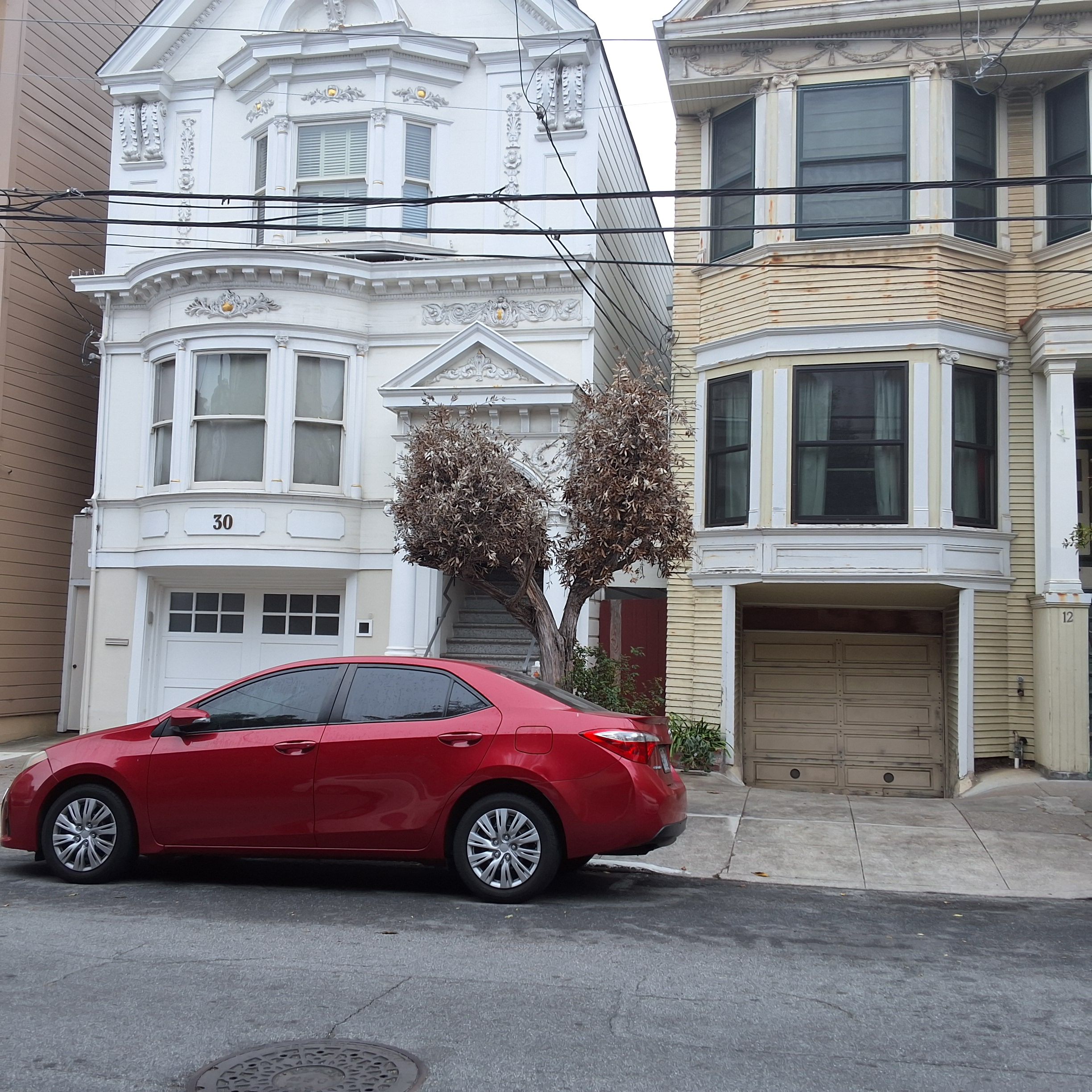 30 Sharon Street tree