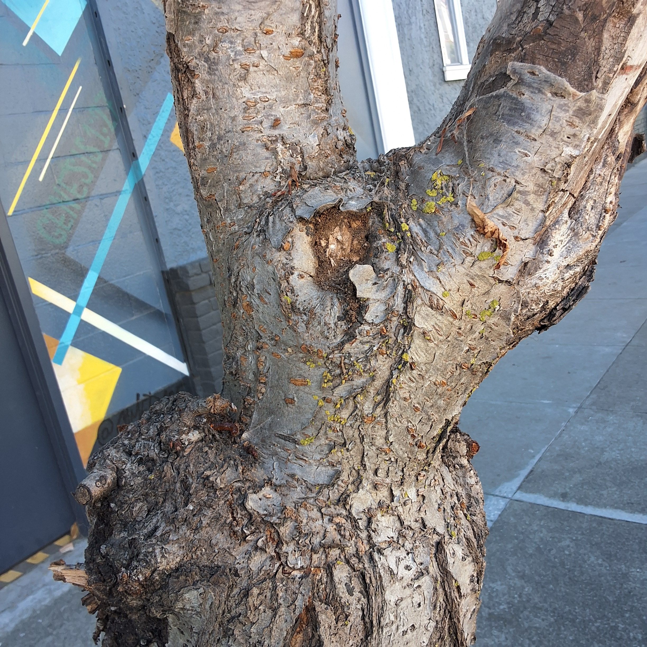 3445 17th Street tree