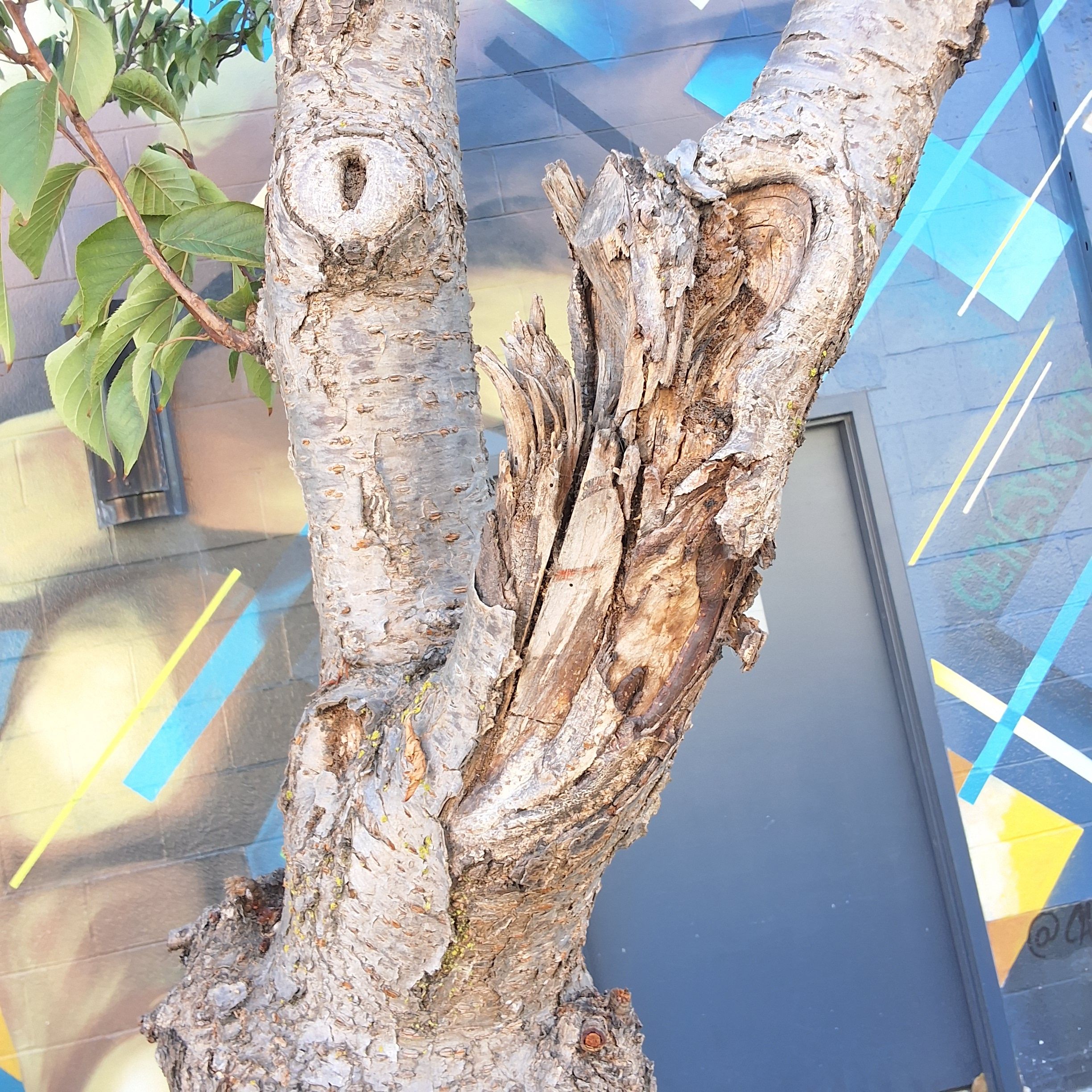 3445 17th Street tree
