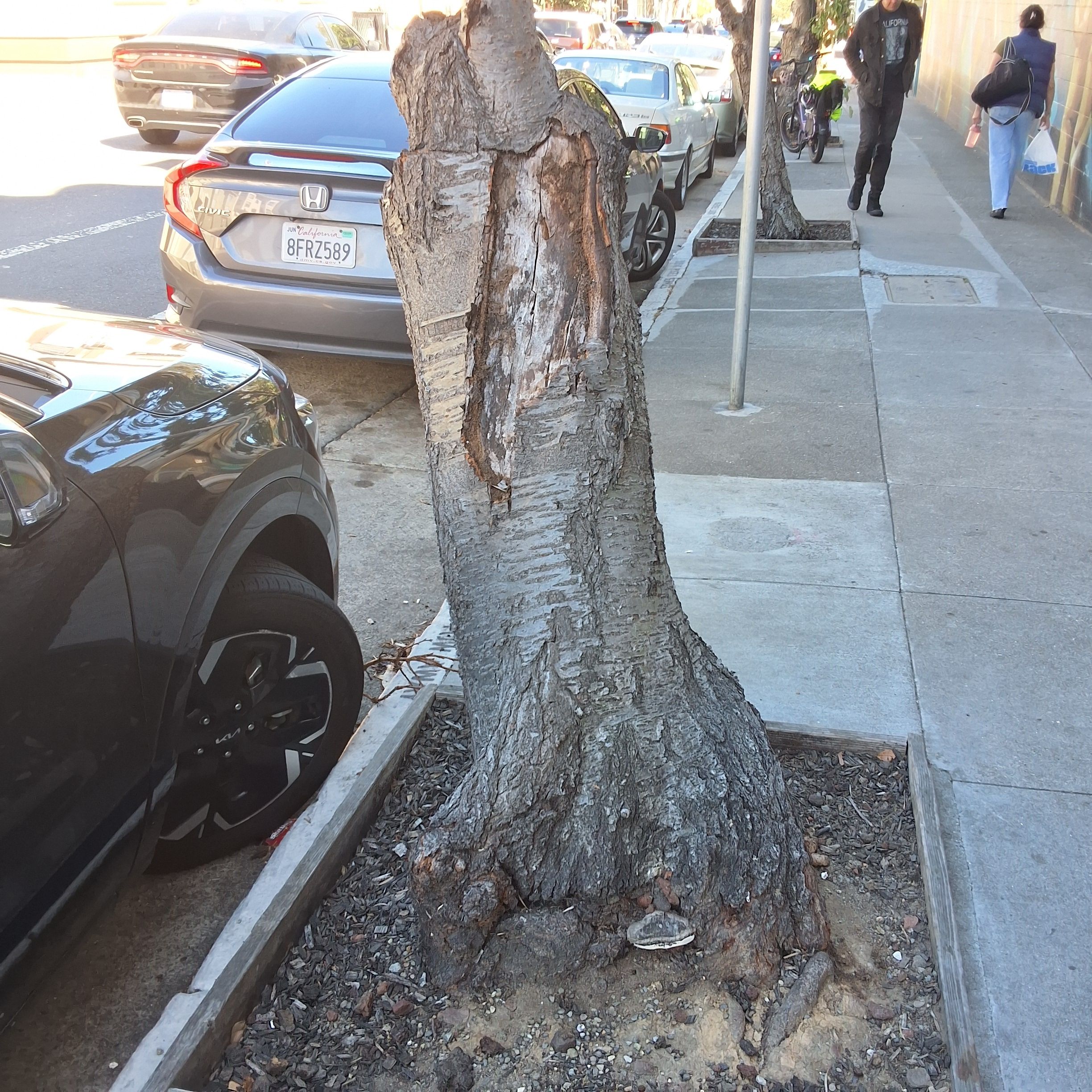 3459 17th Street tree