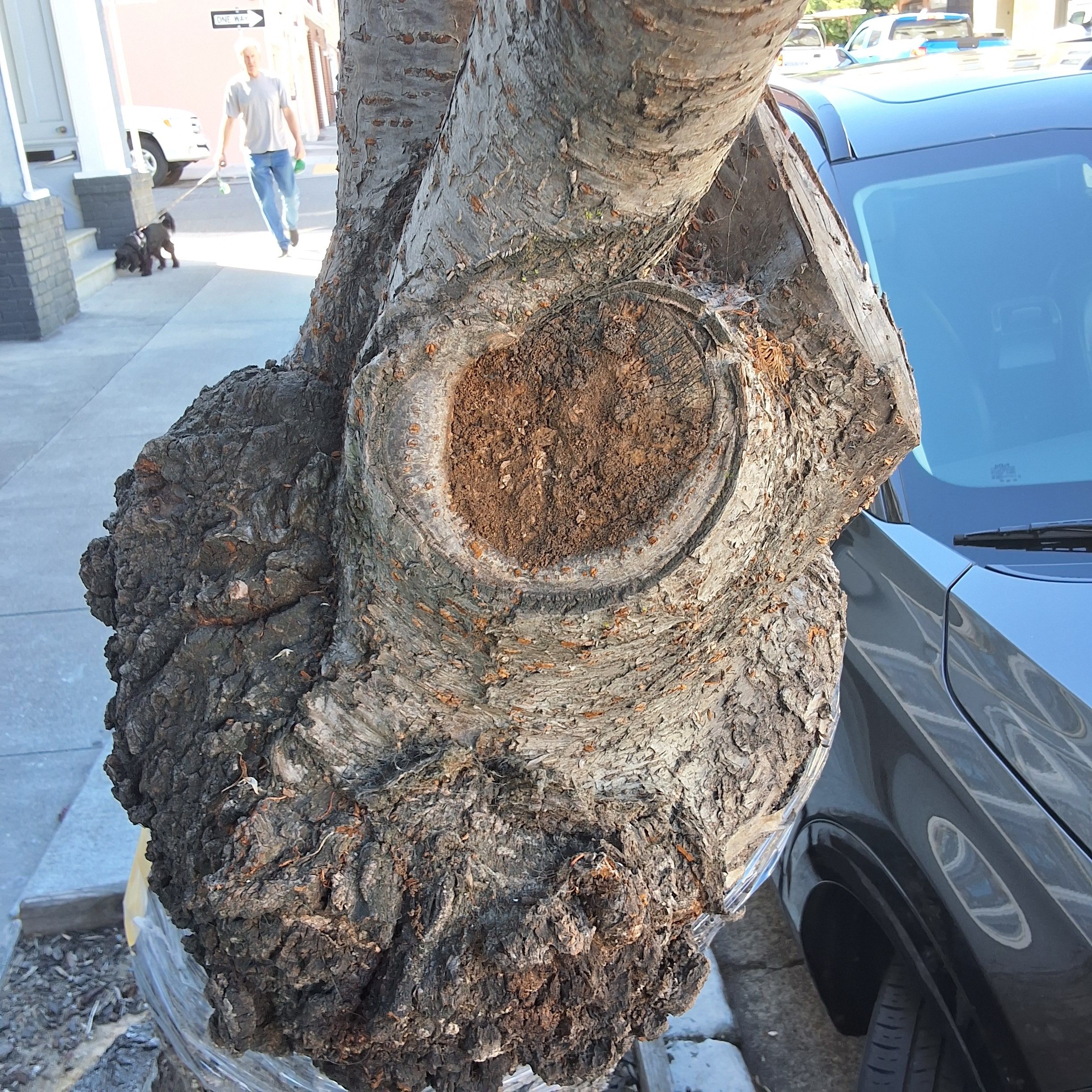 3459 17th Street tree