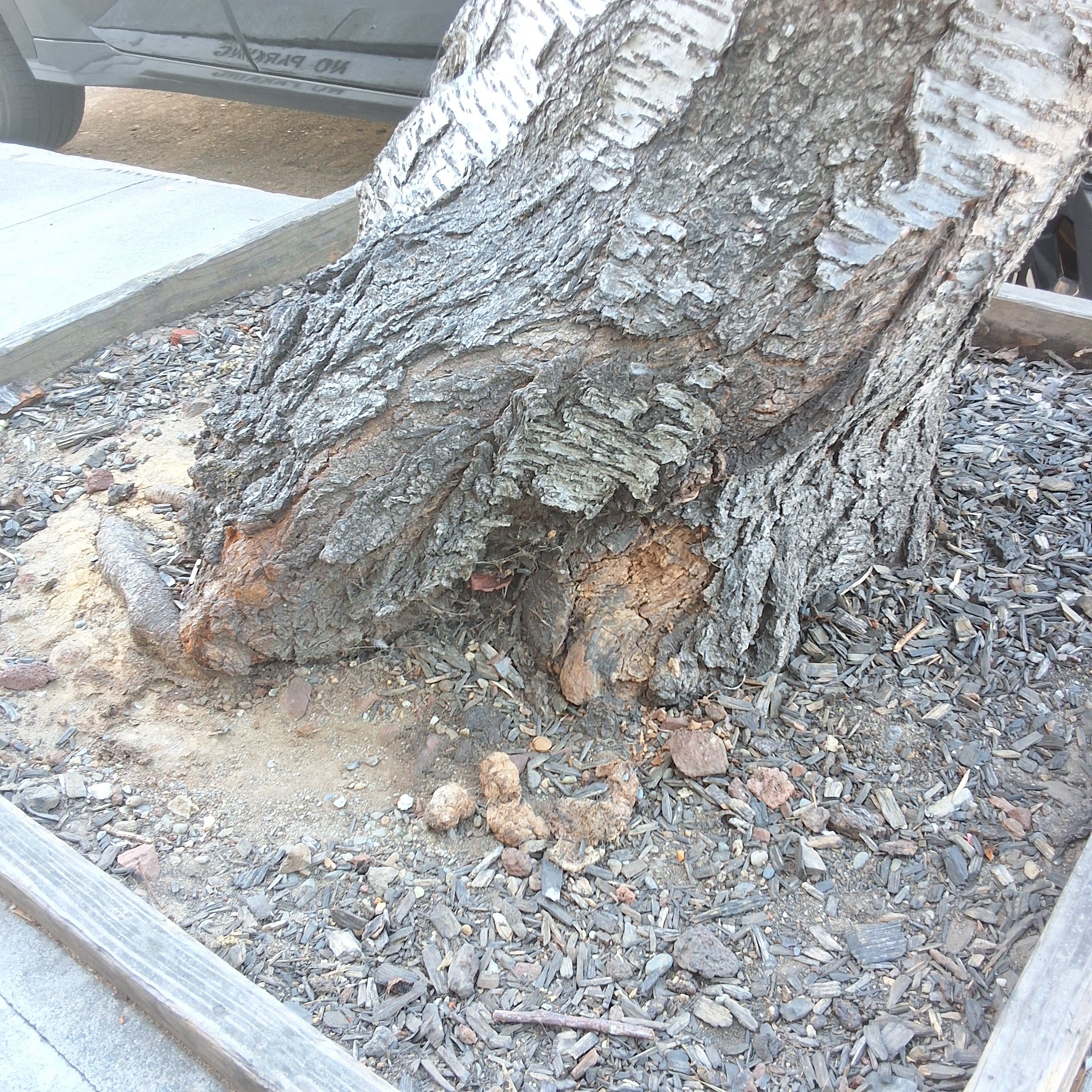 3459 17th Street tree