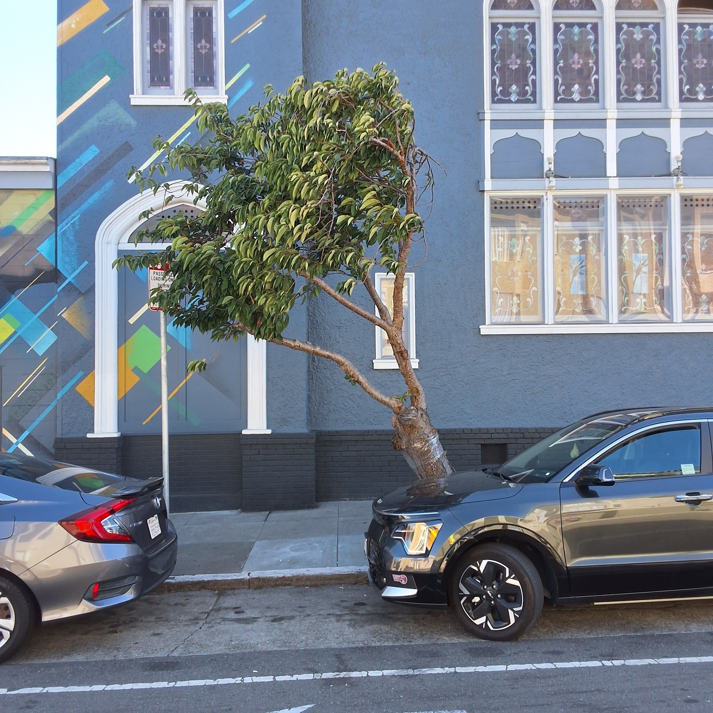 3459 17th Street tree