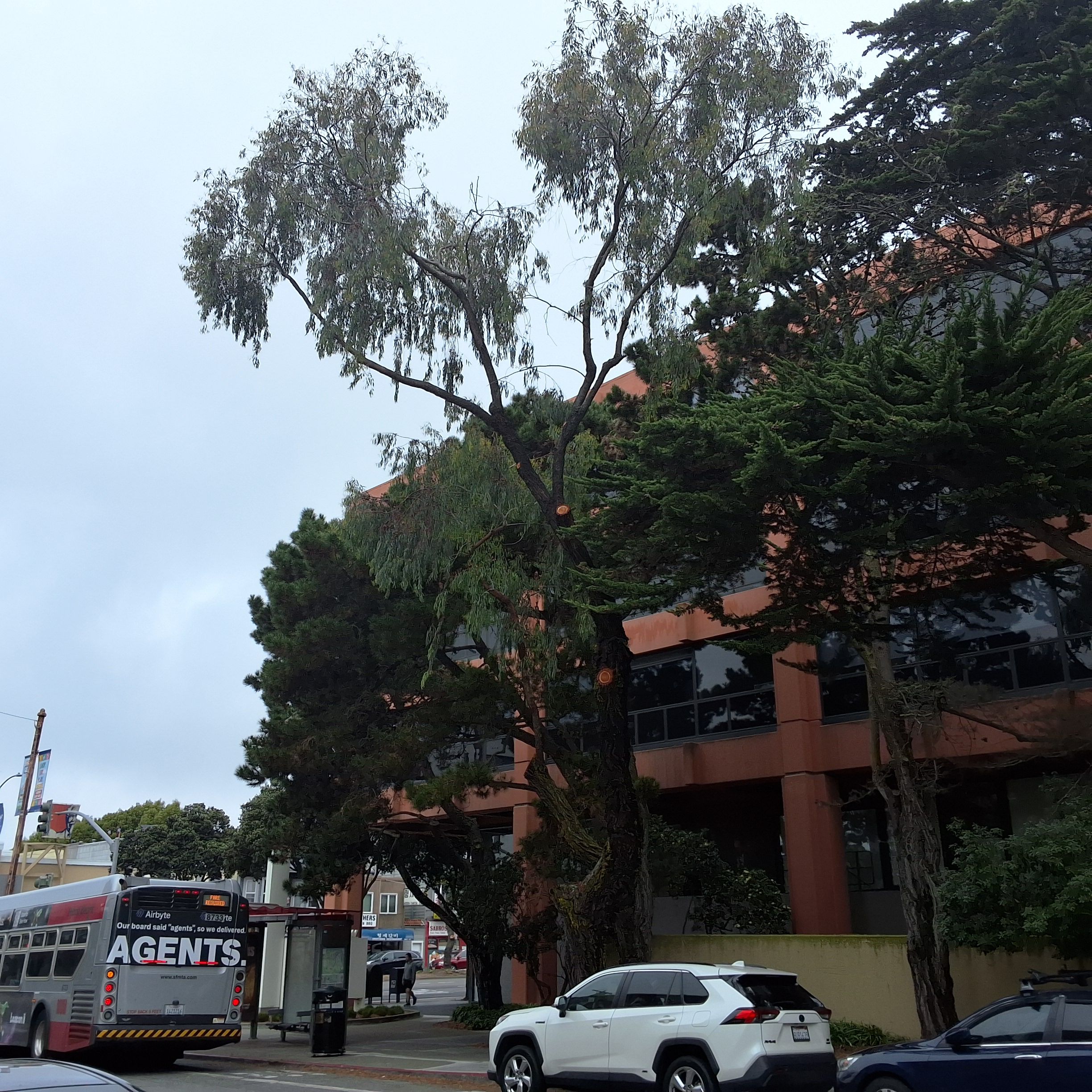 400 6th Avenue tree