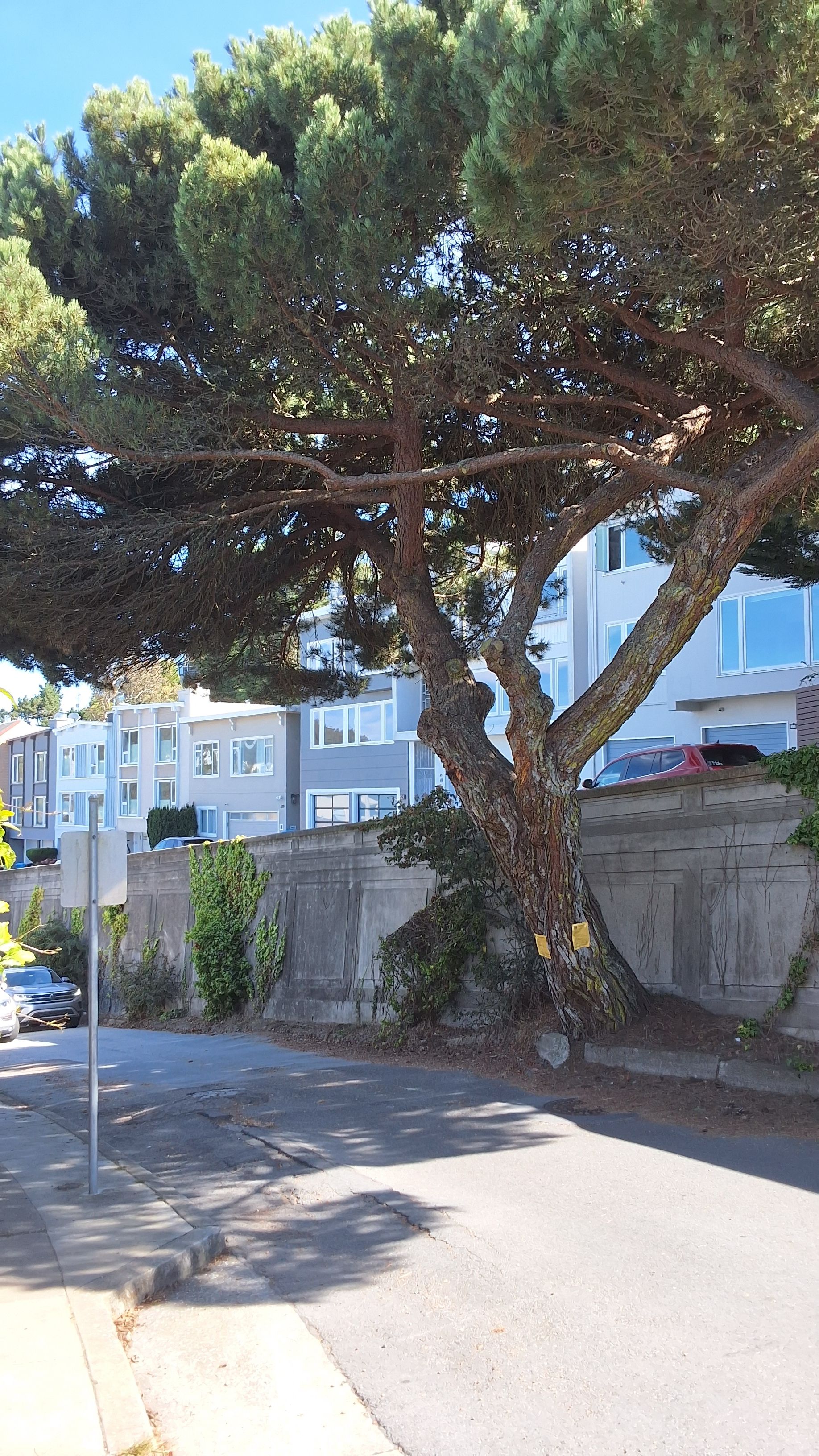 620 Noriega Street tree