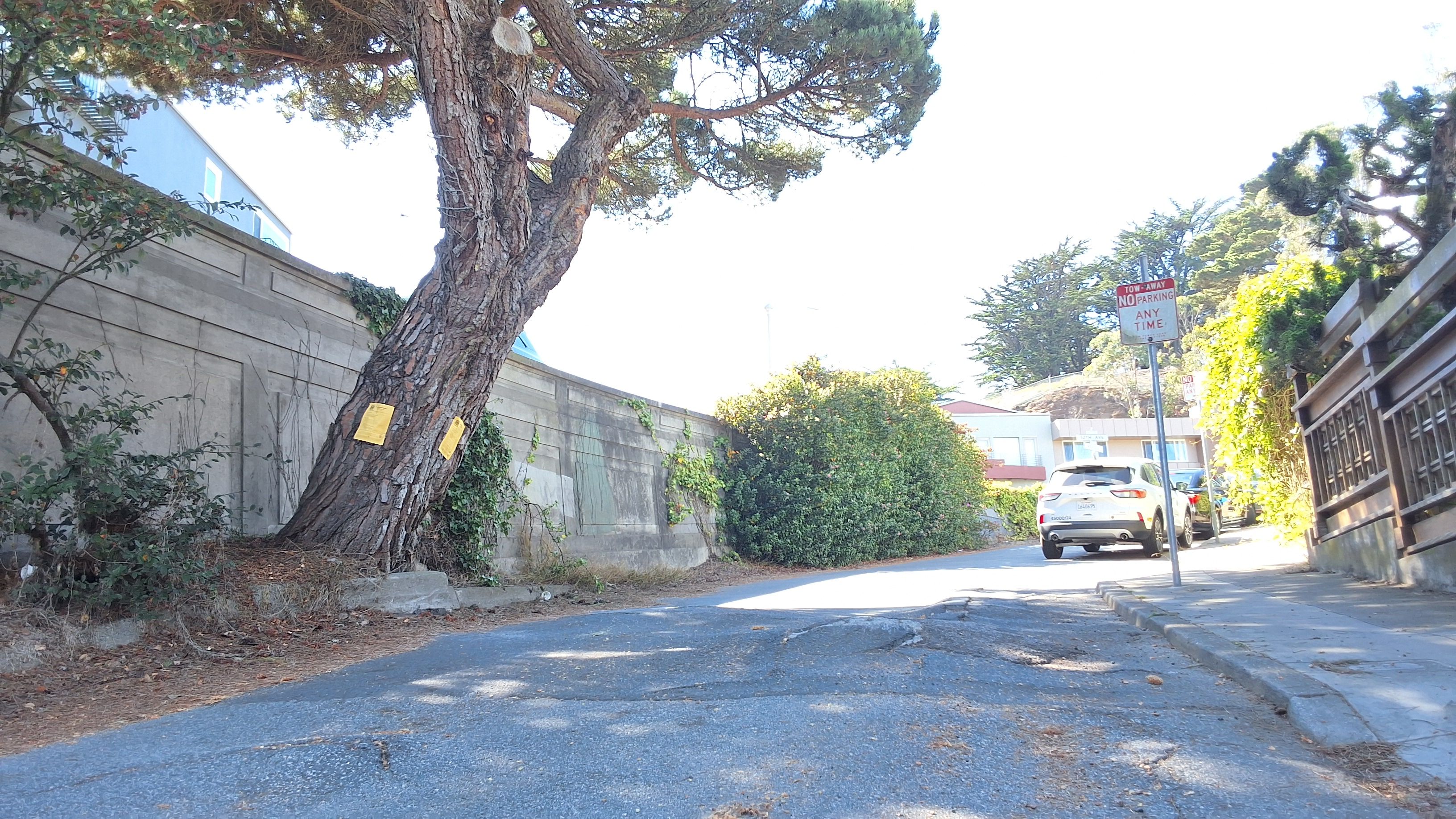620 Noriega Street tree