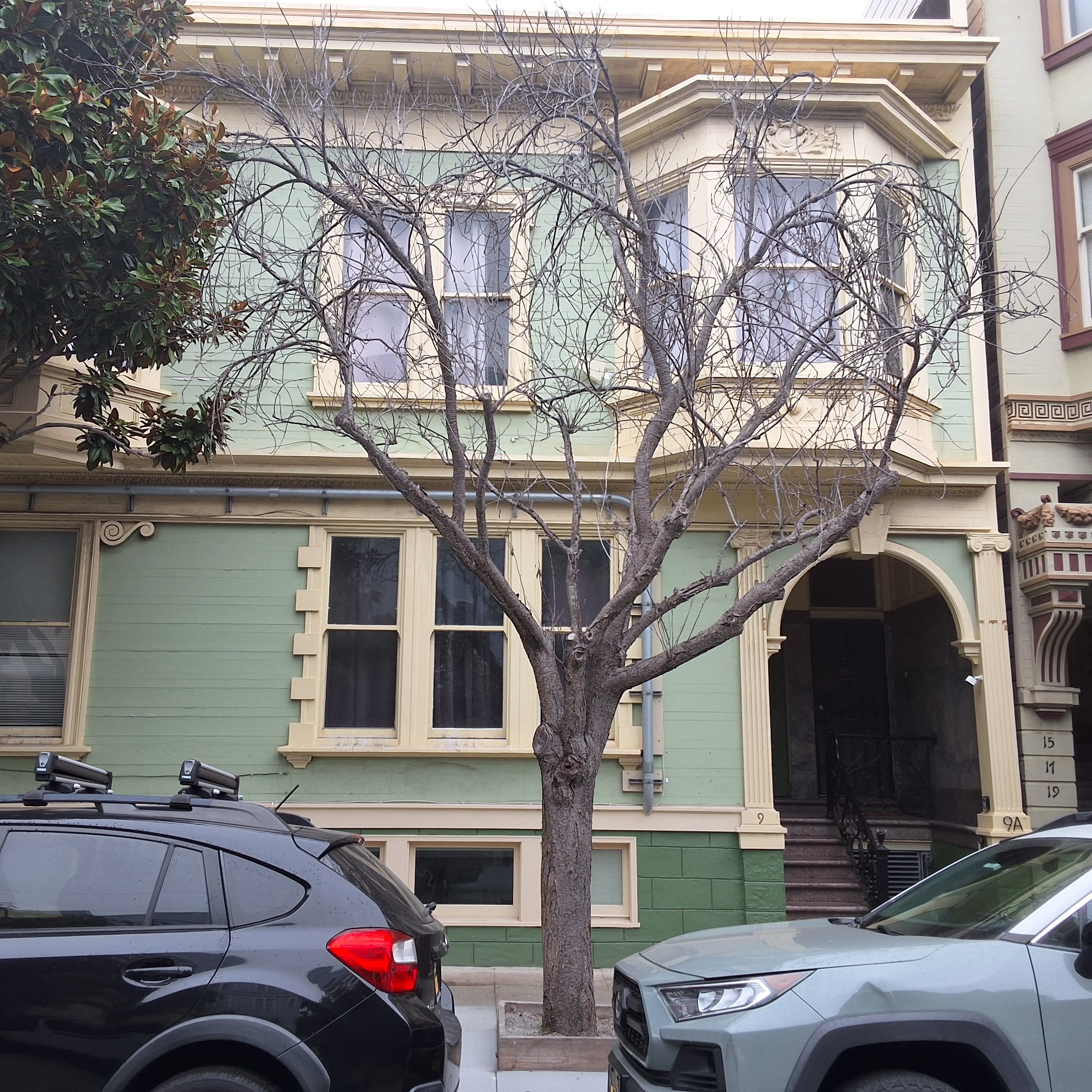 9 Sharon Street tree 