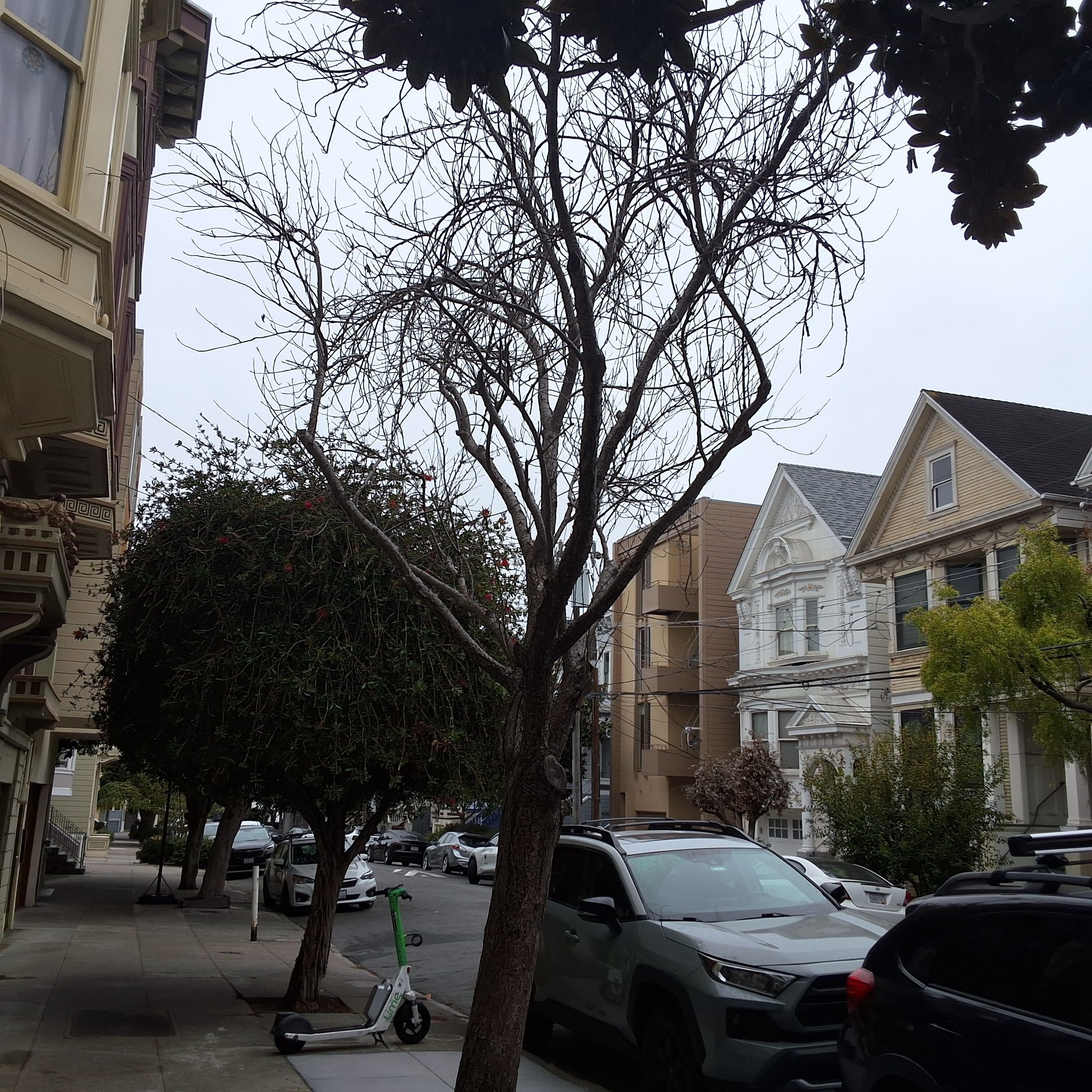 9 Sharon Street tree 