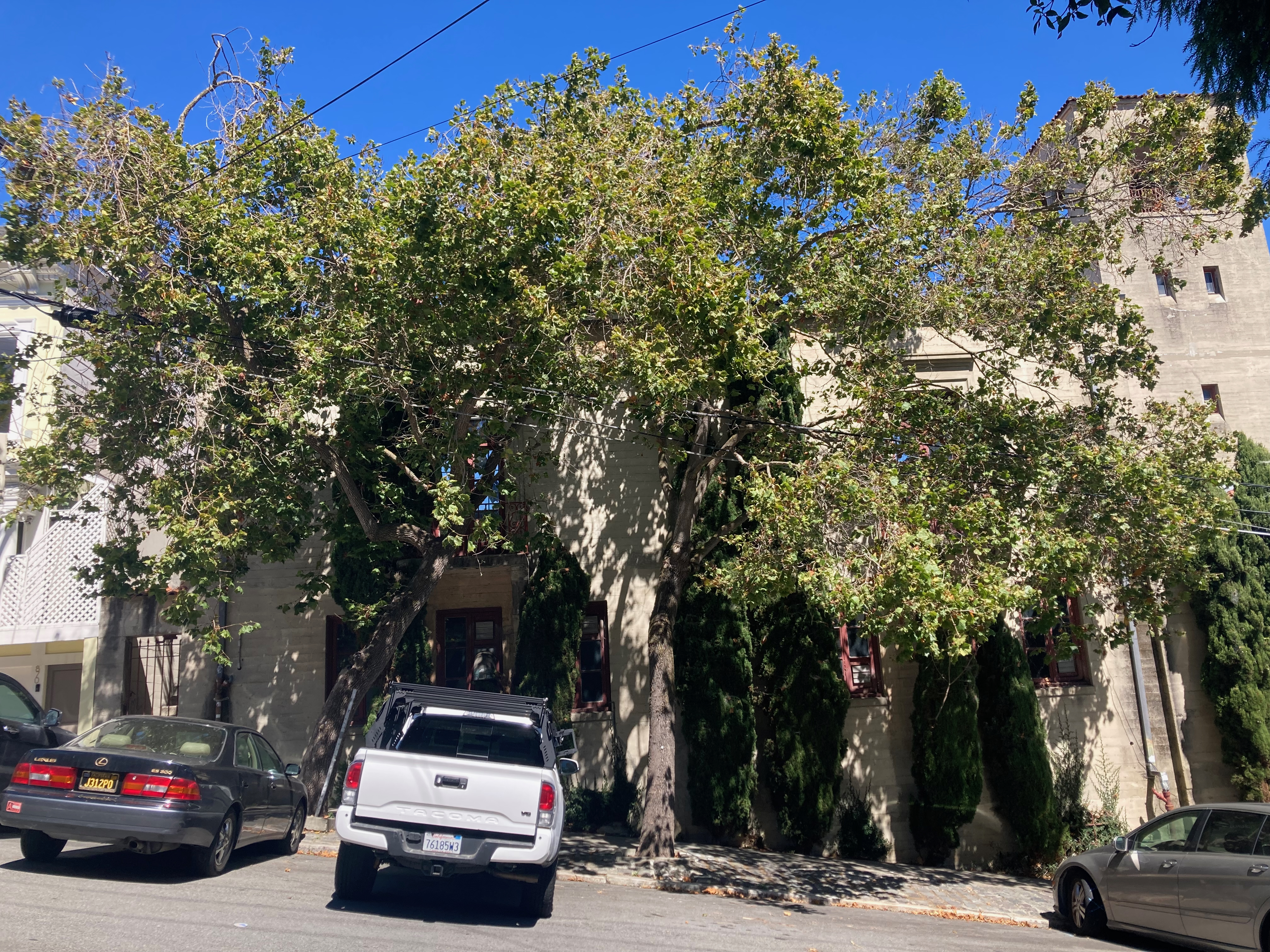 800 Chestnut Street tree