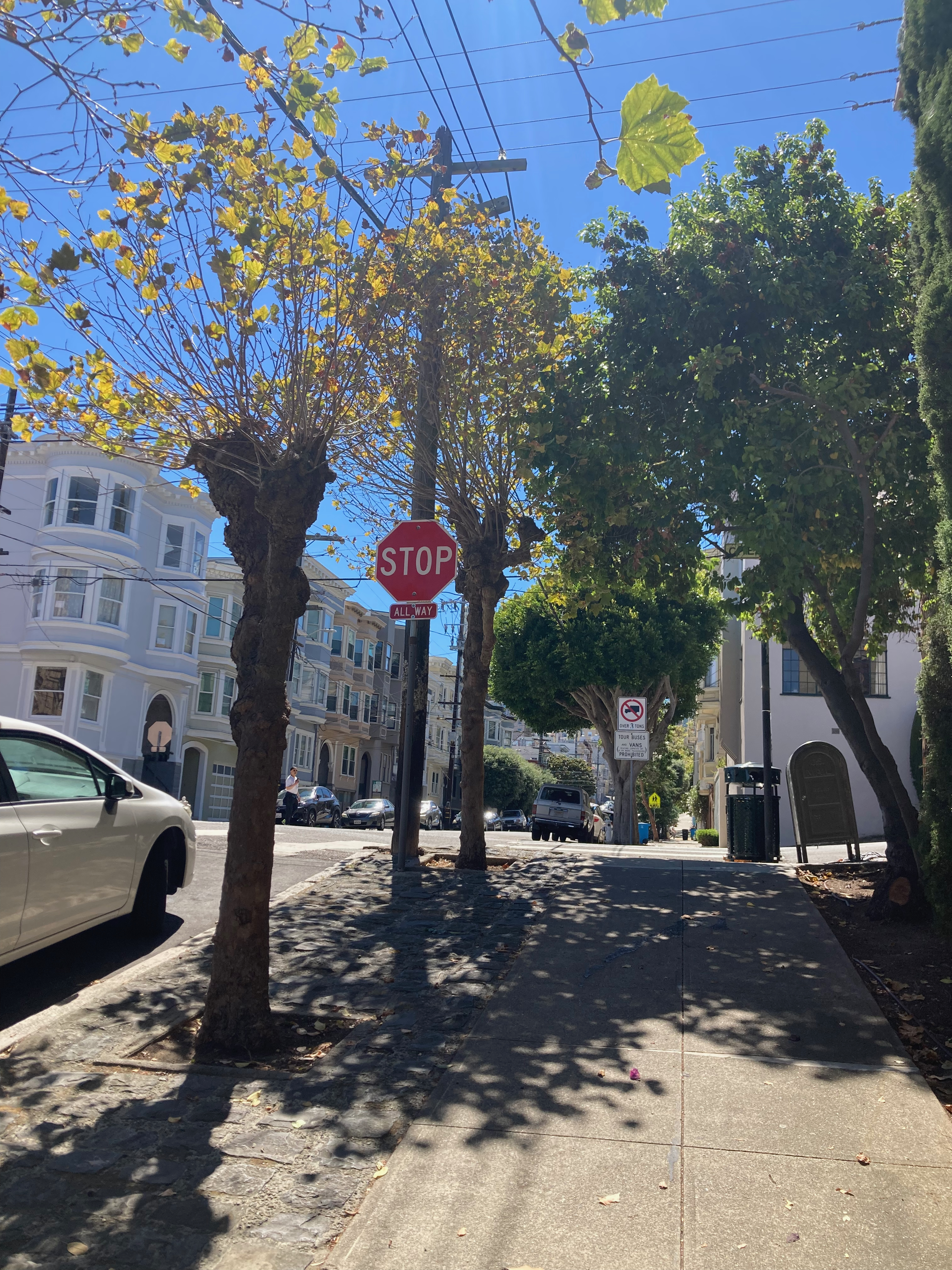 800 Chestnut Street tree