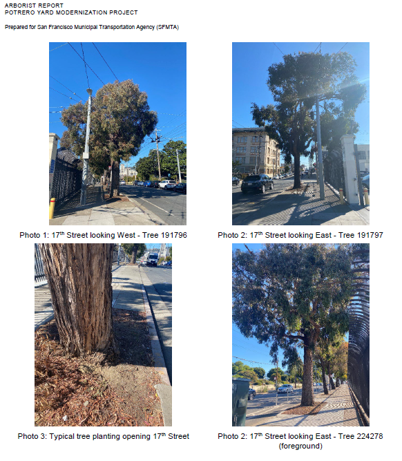 trees
