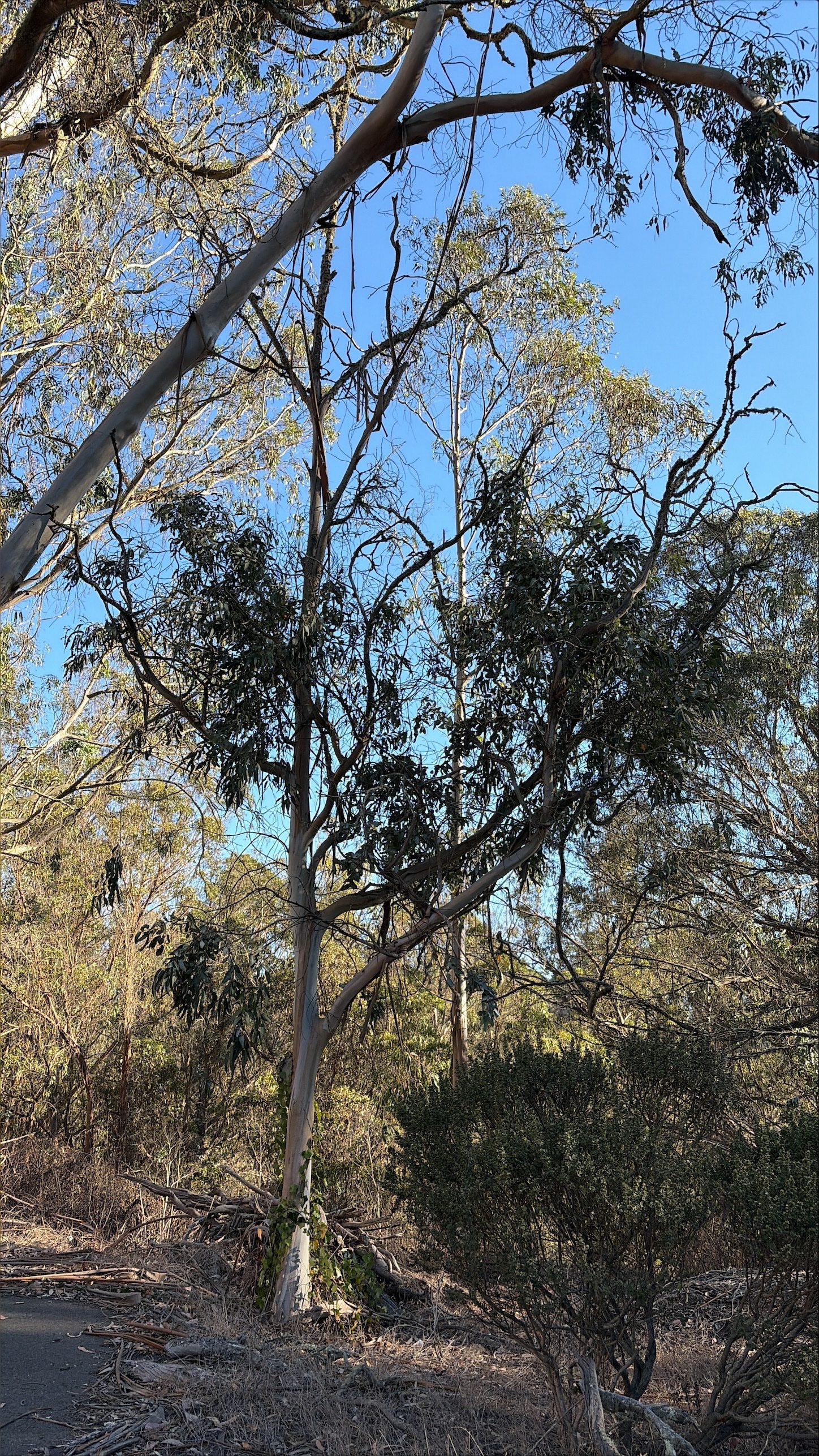OSHAUGHNESSY BLVD | TREE 2