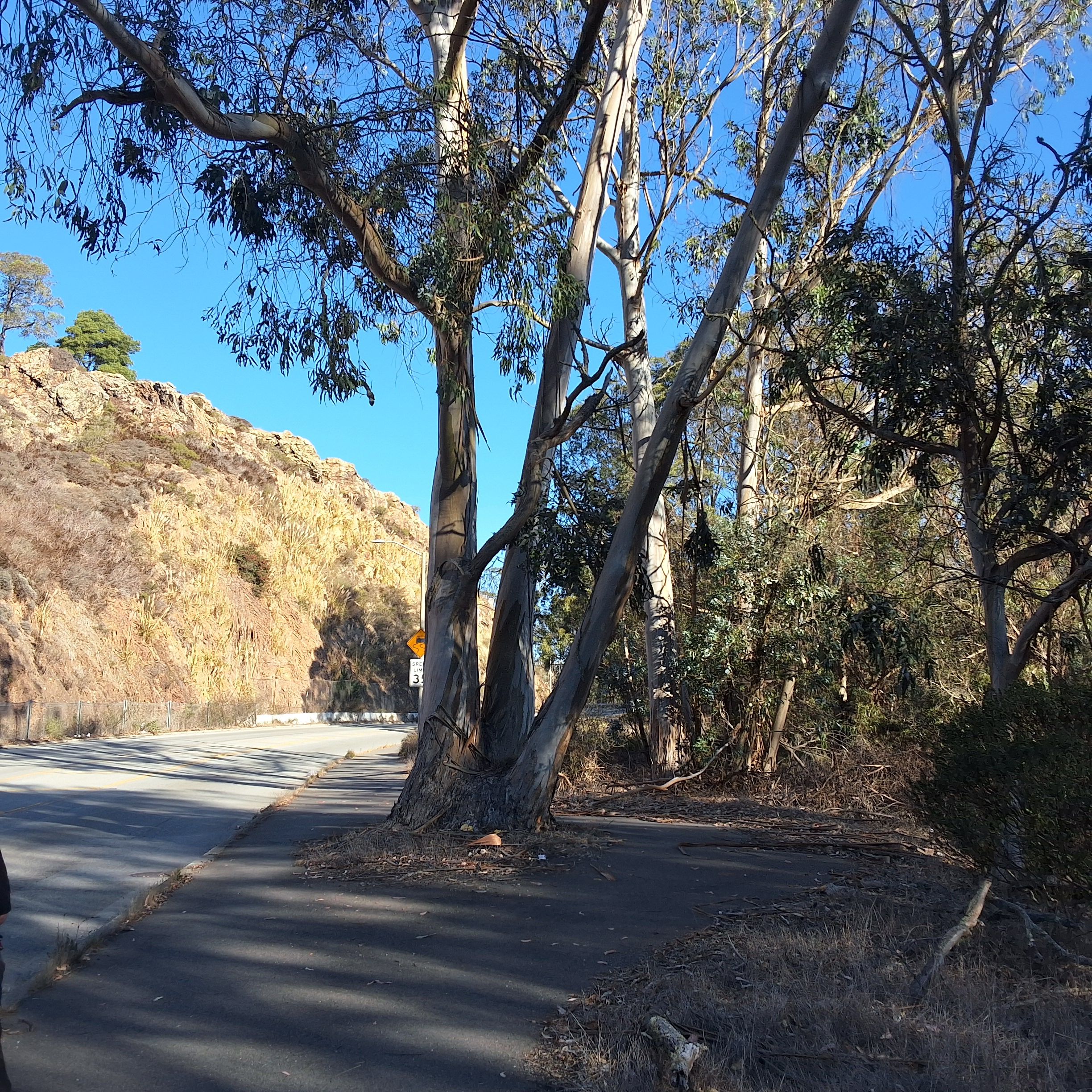 OSHAUGHNESSY BLVD | TREE 3