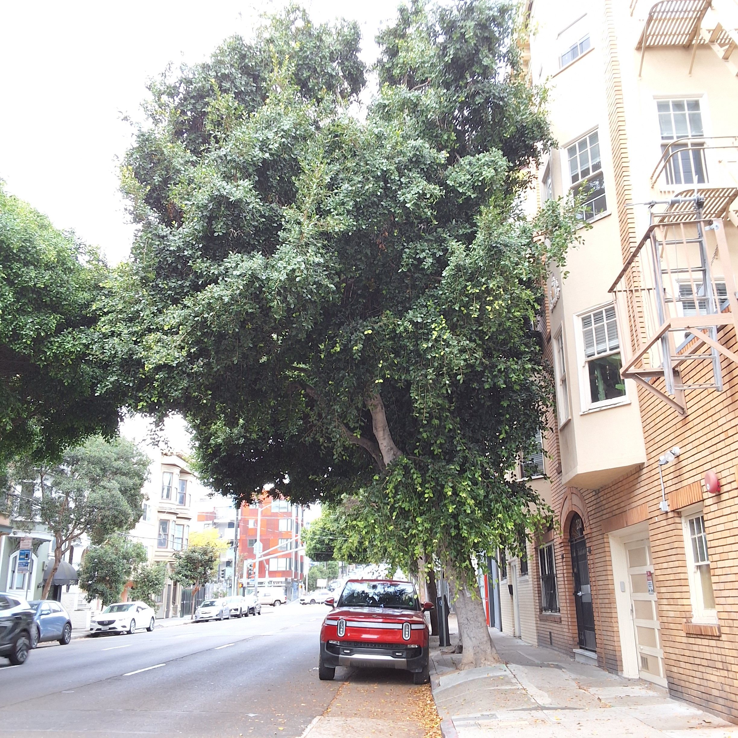 230 Oak St