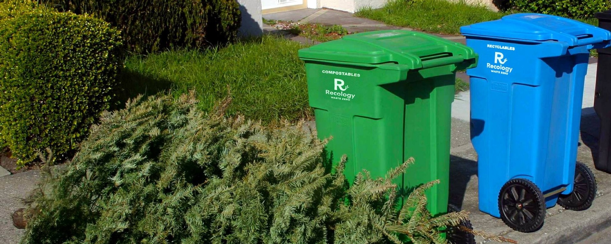 Annual Chipping of Holiday Trees Marks 35 Years in San Francisco