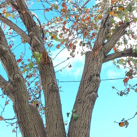 1116 Florida St. Tree