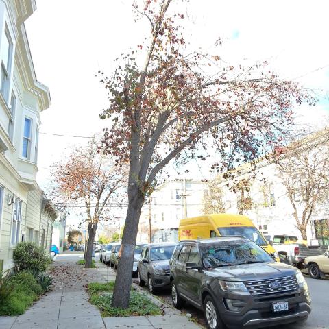 1116 Florida St. Tree