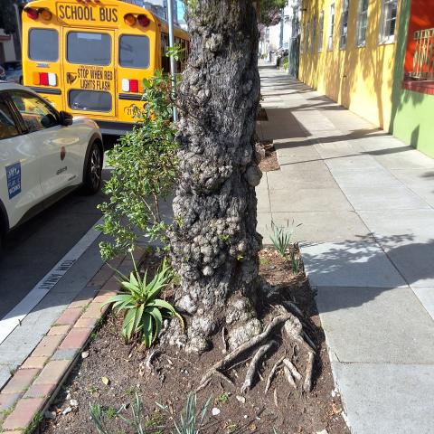 Grove Street Tree